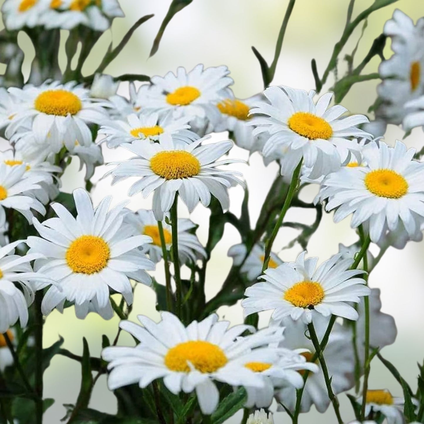 White Daisy Seeds for Planting, 1,000 Count, Shasta Daisy, Easy Grow Perennial Flowers, Leucanthemum x superbum