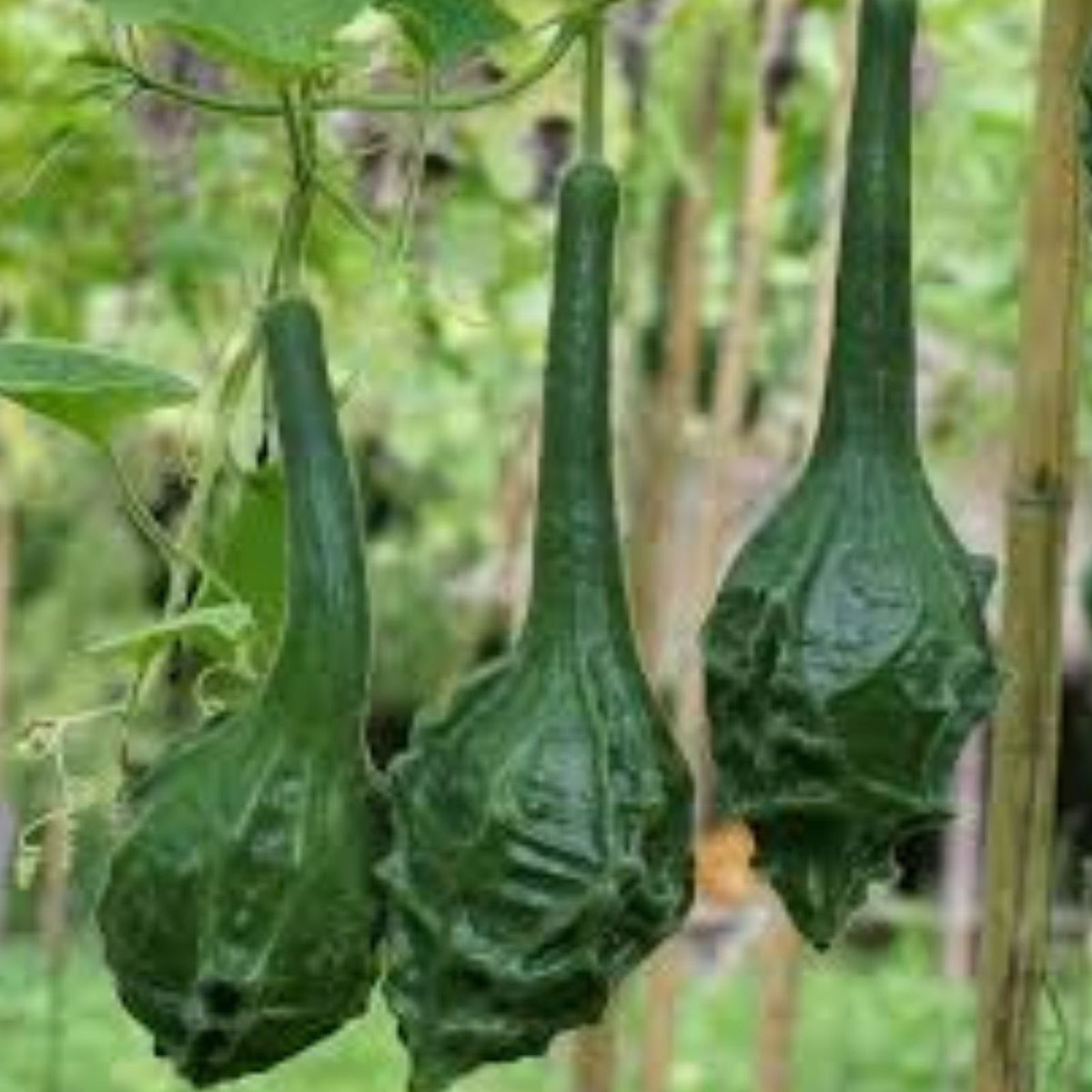 Caveman's Club Gourd Seeds - 20 Seeds - Large Club-Shaped Gourds - Lagenaria siceraria - Ornamental and Craft Gourds
