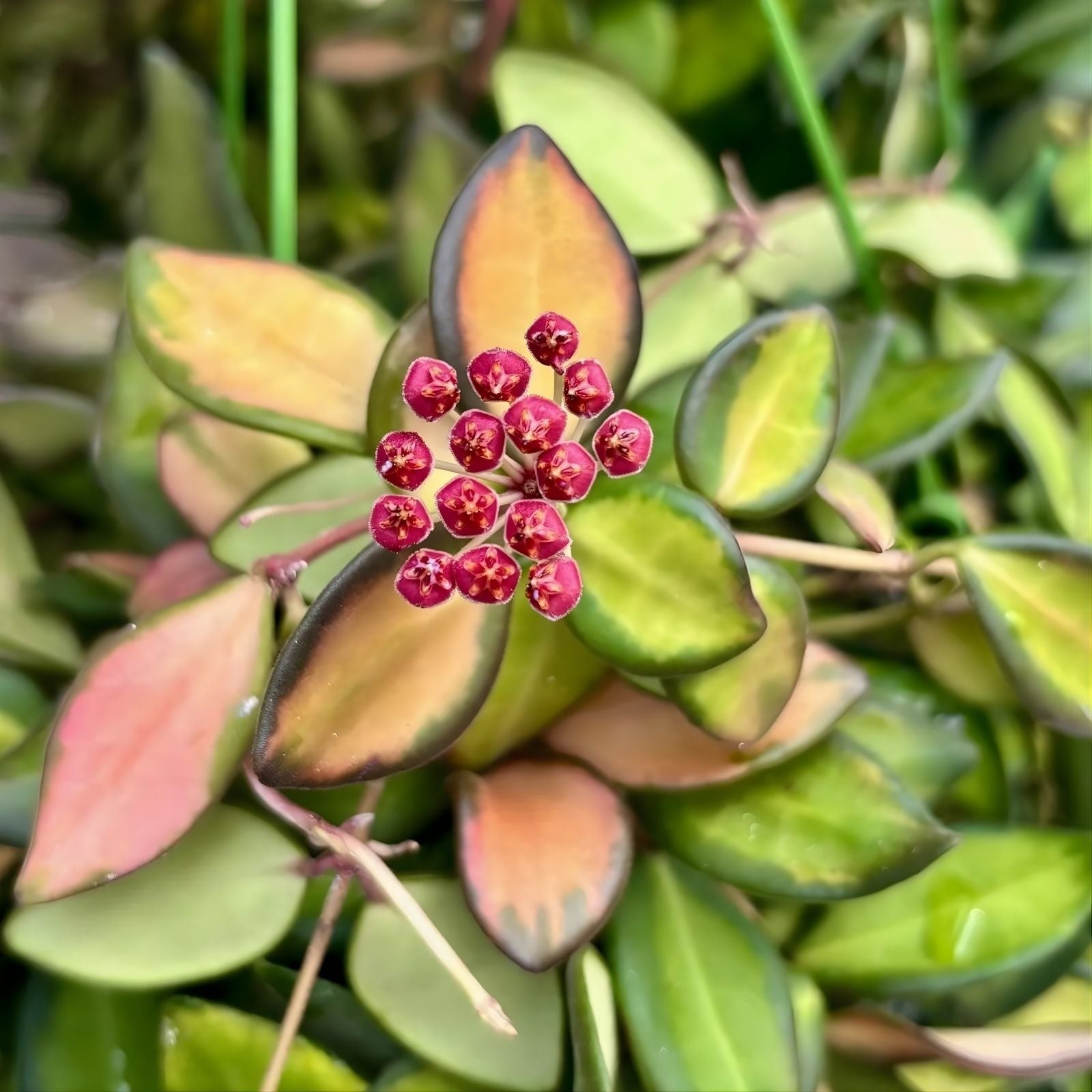 Unrooted Hoya aff. burtoniae Cutting - Rare Wax Vine Plant for Indoor Gardening, Tropical Houseplant, Unique Greenery