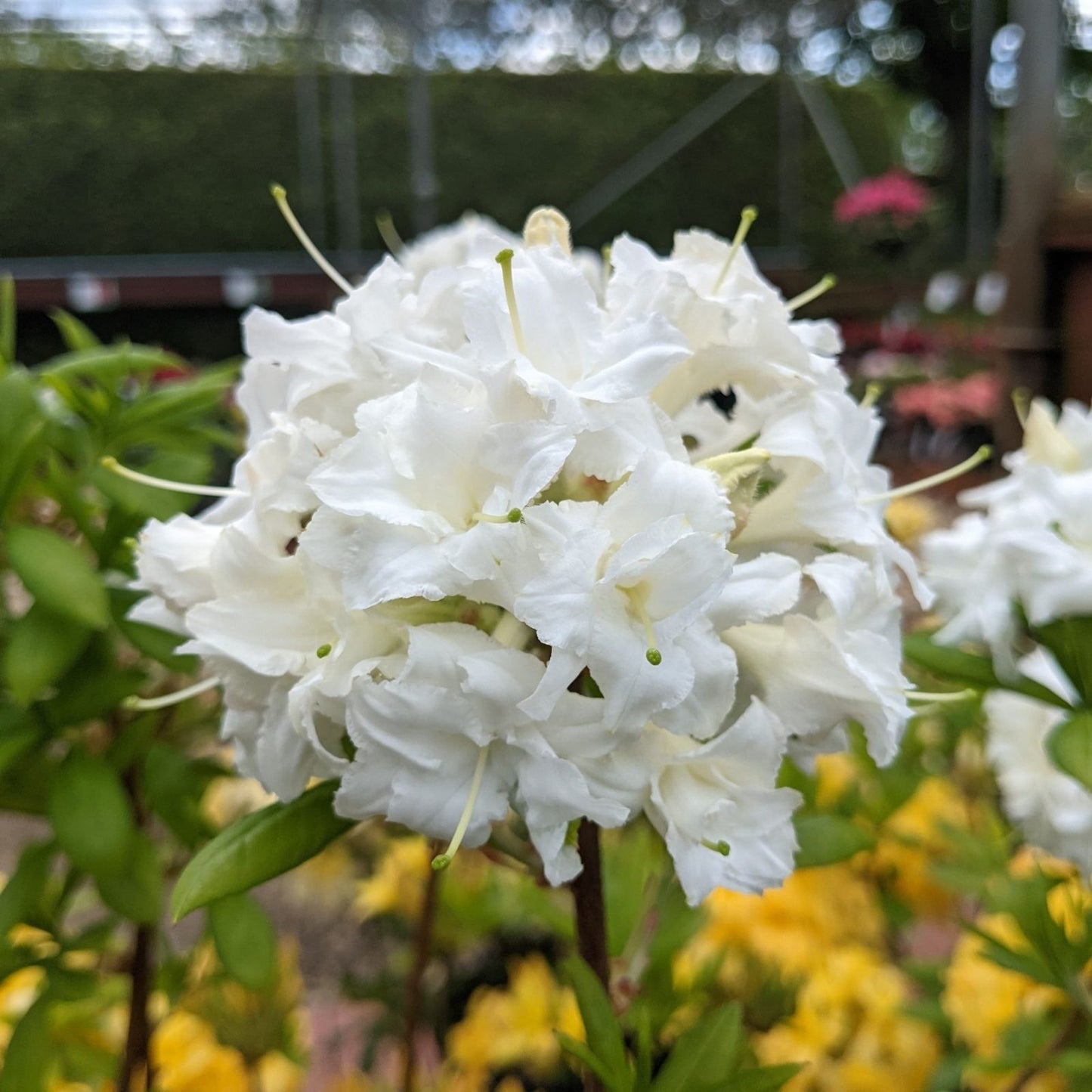 Small Rooted Azalea Starter Plant - Snow Varietal - Rhododendron Deciduous - Garden Flowering Shrub