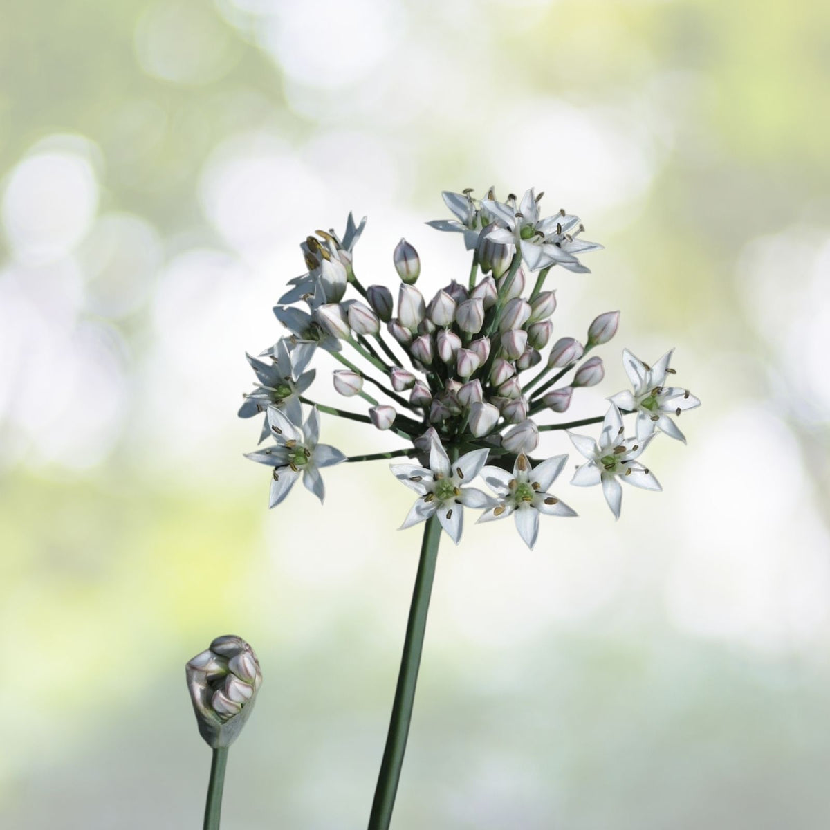 Garlic Chives Seeds | Organic NON-GMO Heirloom | Allium tuberosum | Culinary Herb Garden Seeds