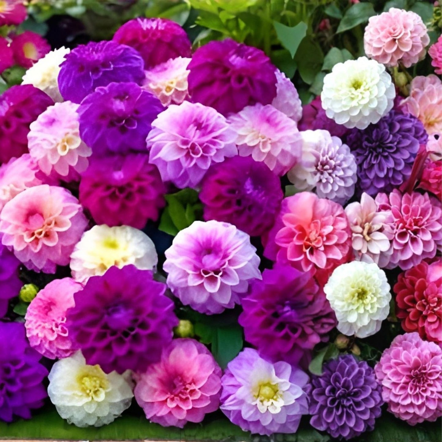 Dahlia Pom Pom Seeds - 100+ Mixed Color Flower Seeds for Planting - Dahlia pinnata