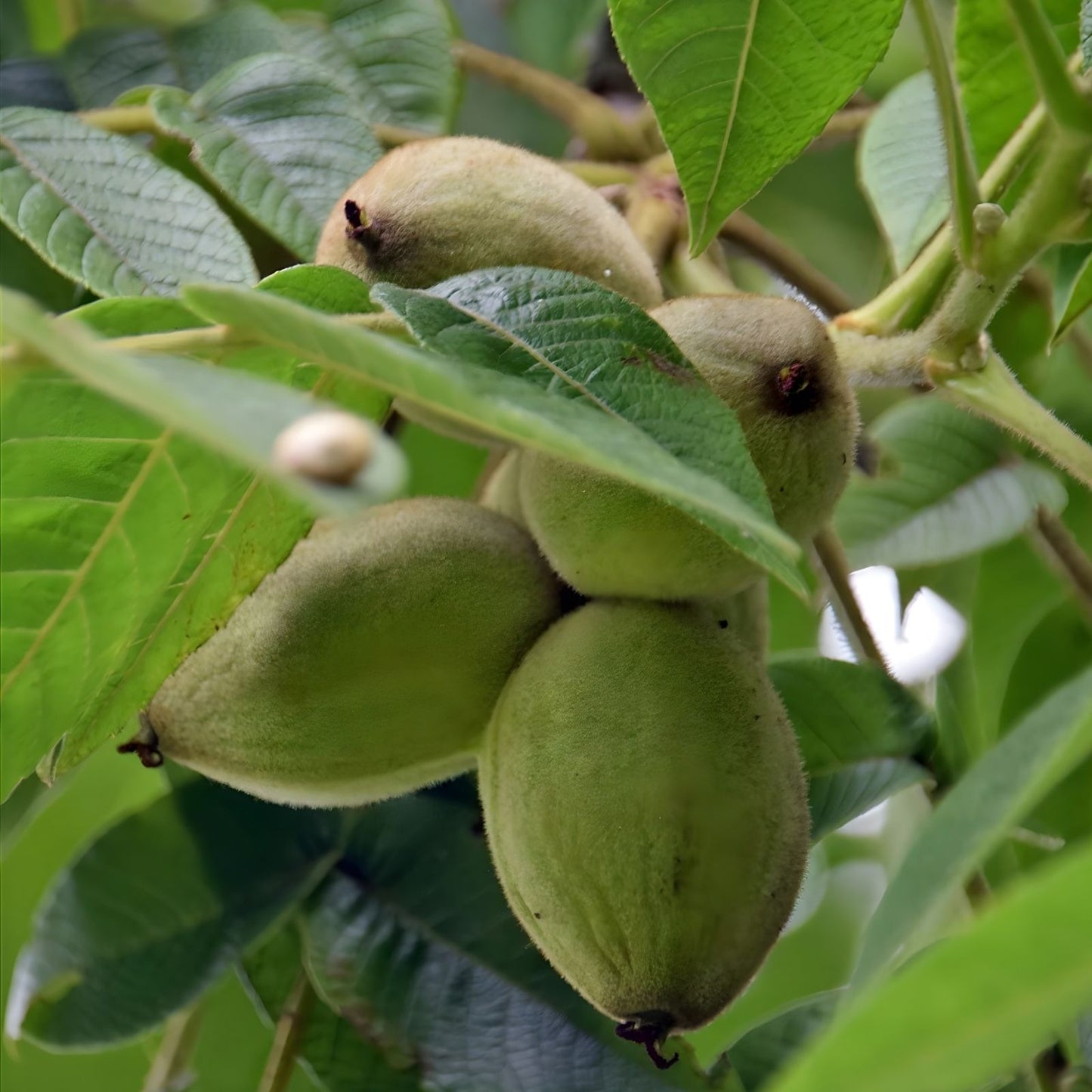 Butternut Tree Seeds for Planting - 5 Pack - Exotic Fruit Tree - Juglans cinerea - Nut Tree Seeds for Gardening