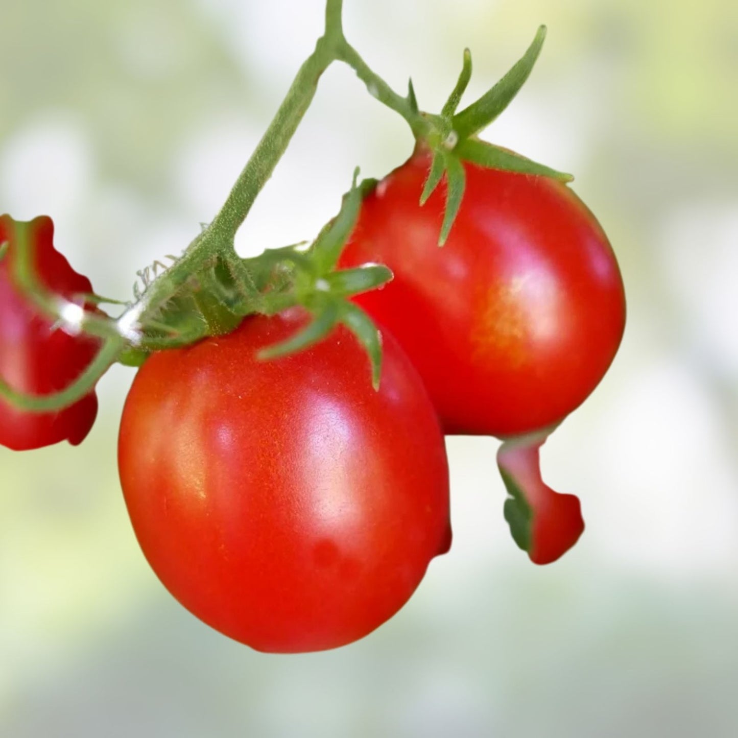 Heirloom Red Ponderosa Tomato Seeds – Organic Vegetable Gardening – Solanum lycopersicum – 25+ Seeds