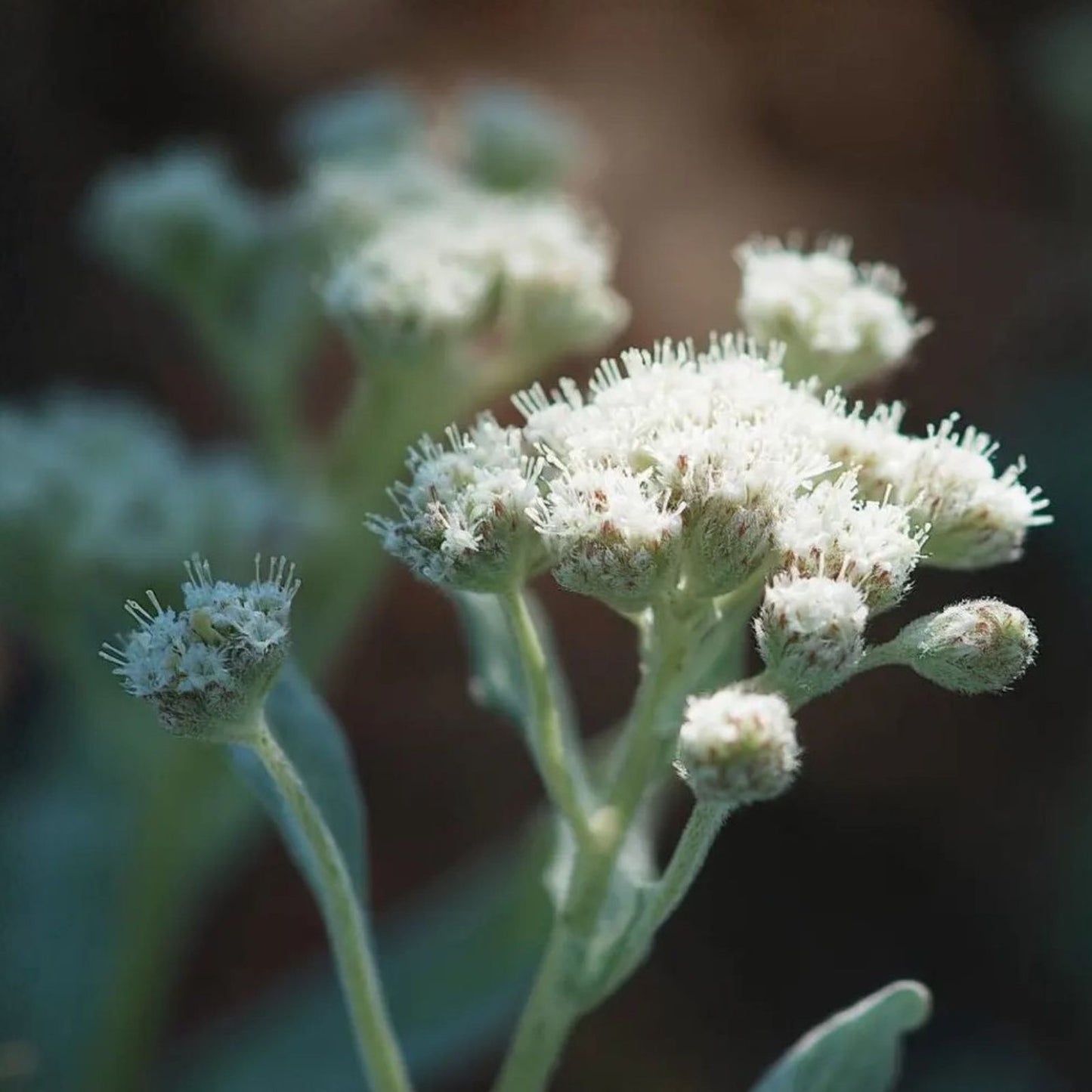 Prairie Pussytoes Seeds 100 Pack - Antennaria neglecta Native Wildflower Seeds for Planting, Drought Tolerant, Perennial, Pollinator Friendly