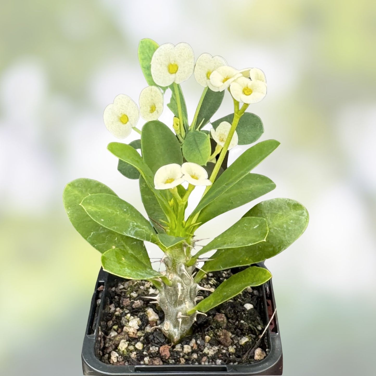 White Crown of Thorns Cutting - 1 Count, Yellow Center, Euphorbia milii, No Roots, Succulent Plant, Indoor Garden