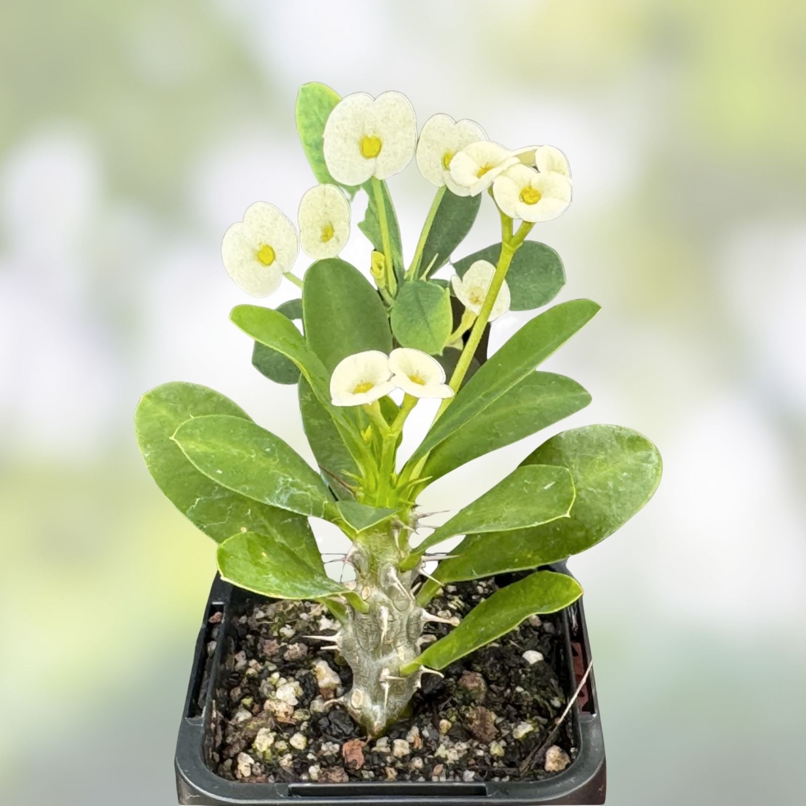 White Crown of Thorns Cutting - 1 Count, Yellow Center, Euphorbia milii, No Roots, Succulent Plant, Indoor Garden
