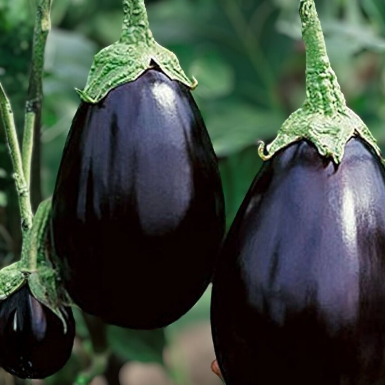 Eggplant Seeds 50 Count Black Beauty Heirloom Non-GMO Vegetable Seeds Solanum melongena