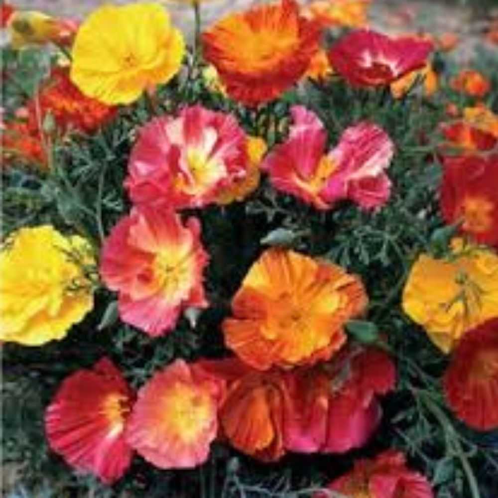 California Ballerina Poppy Mix Seeds 200 Pack Organic Papaver rhoeas USA Grown