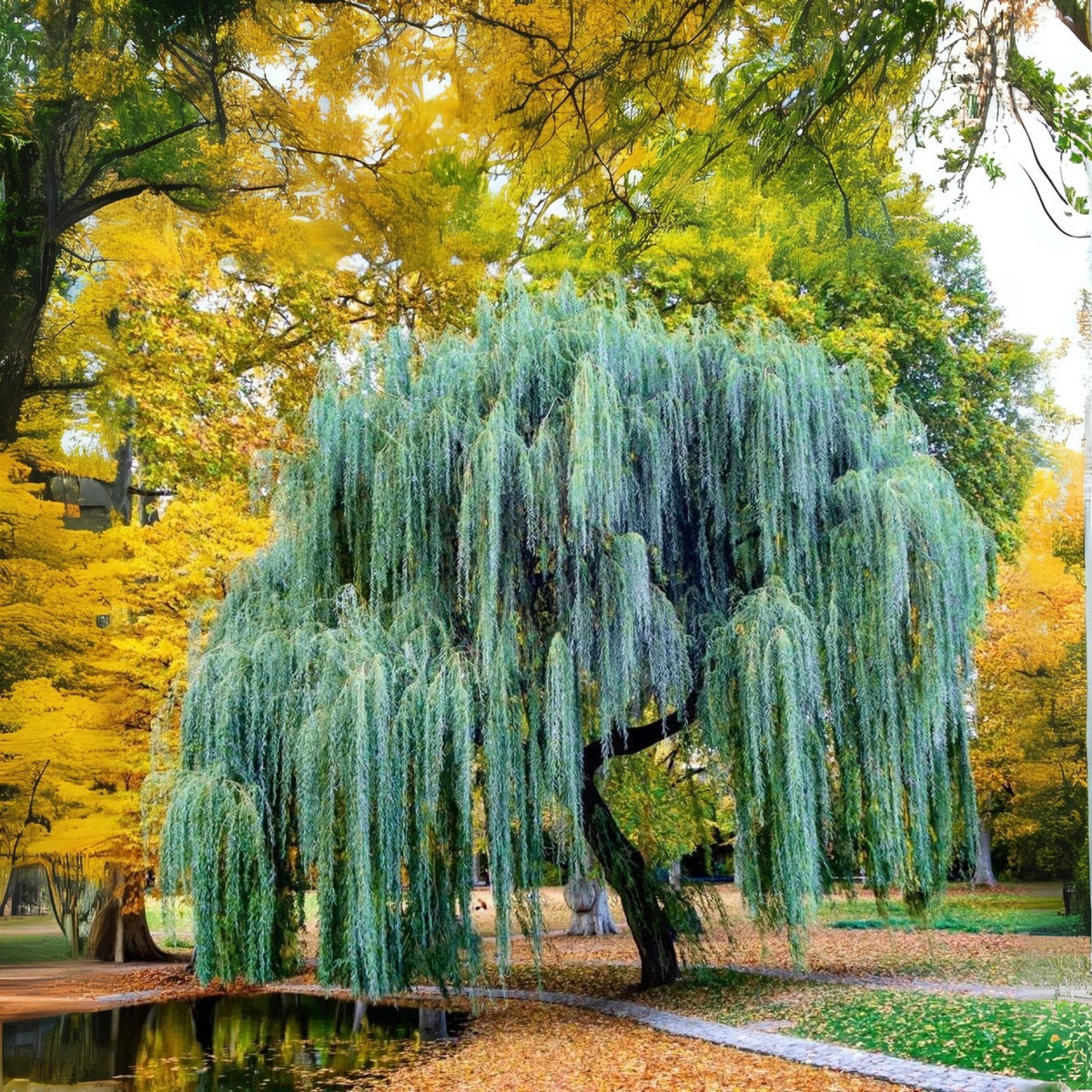 Weeping Willow Tree Plant - Memorial Variety - Beautiful Arching Canopy - Salix babylonica