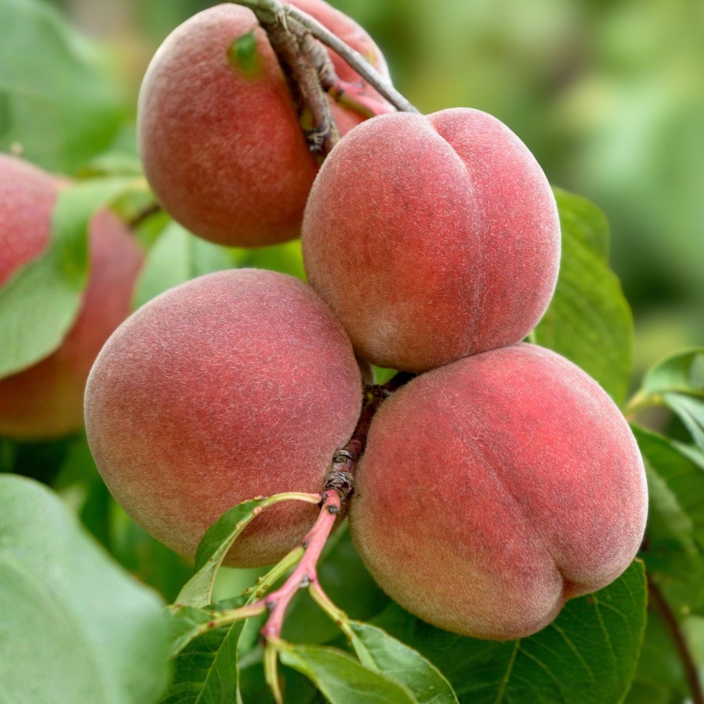 Peach Tree Cuttings for Rooting Grafting Prunus persica Healthy Fruit Tree Planting Gardening Supplies