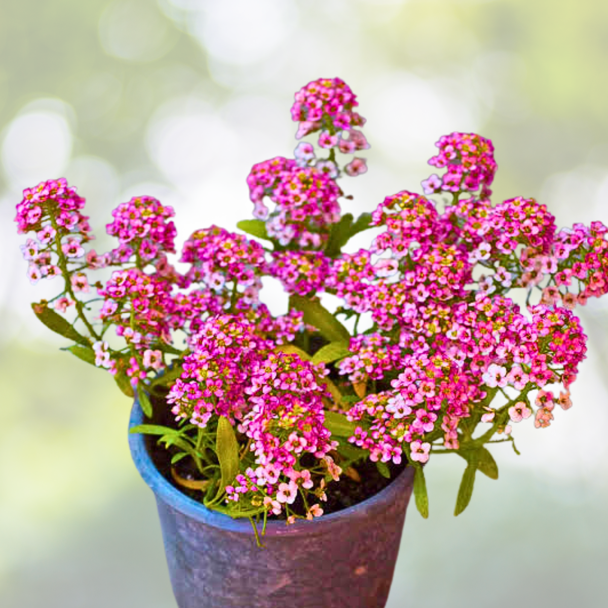 Alyssum Seeds - 500 Non-GMO Rosie O'Day Pink Groundcover - Fragrant Flowers for Bees, Sweet Alyssum (Lobularia maritima)