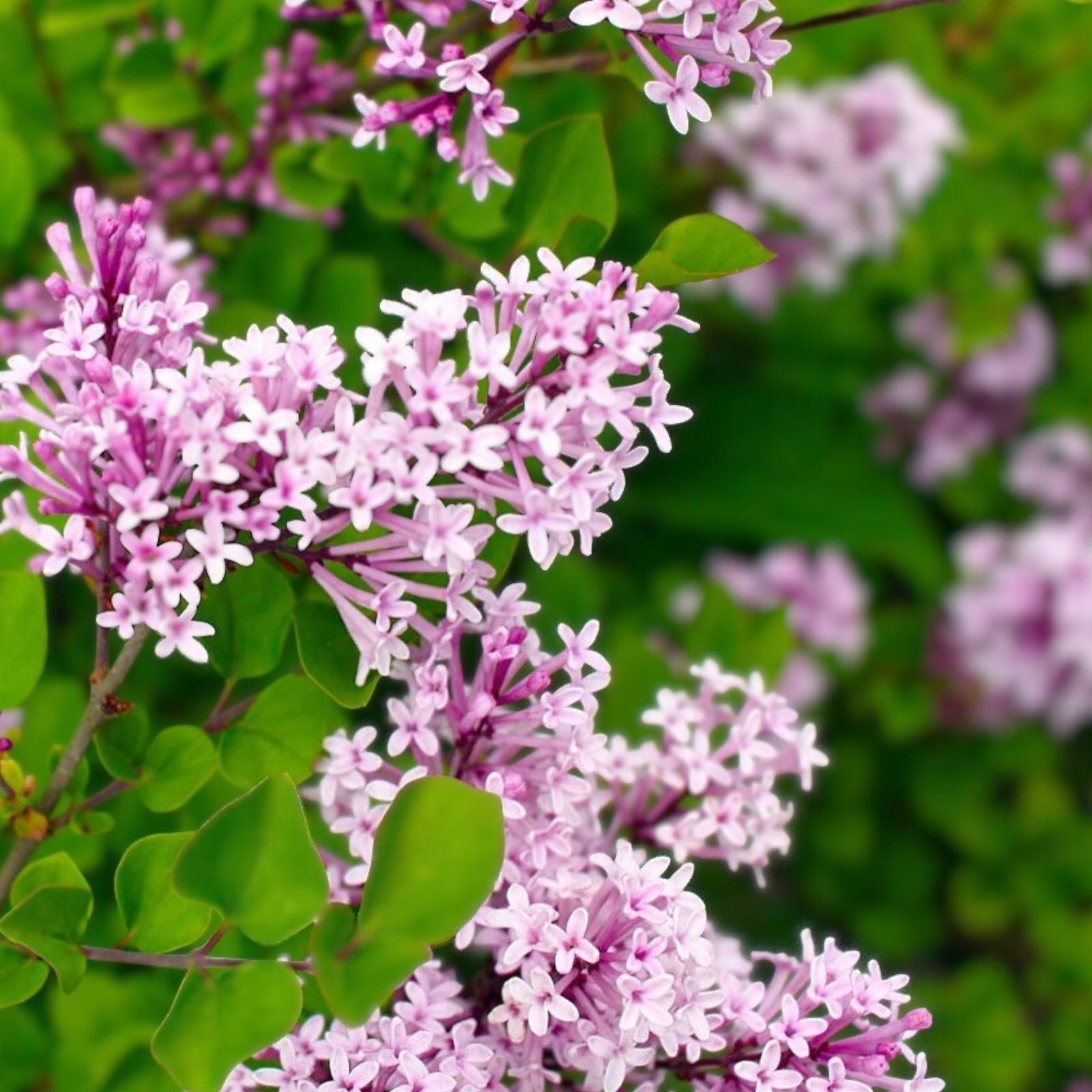 Red Pixie Lilac Live Plant - 6" Bare Root Dwarf Shrub with Aromatic Red Pink Blooms Syringa pubescens subsp. julianae