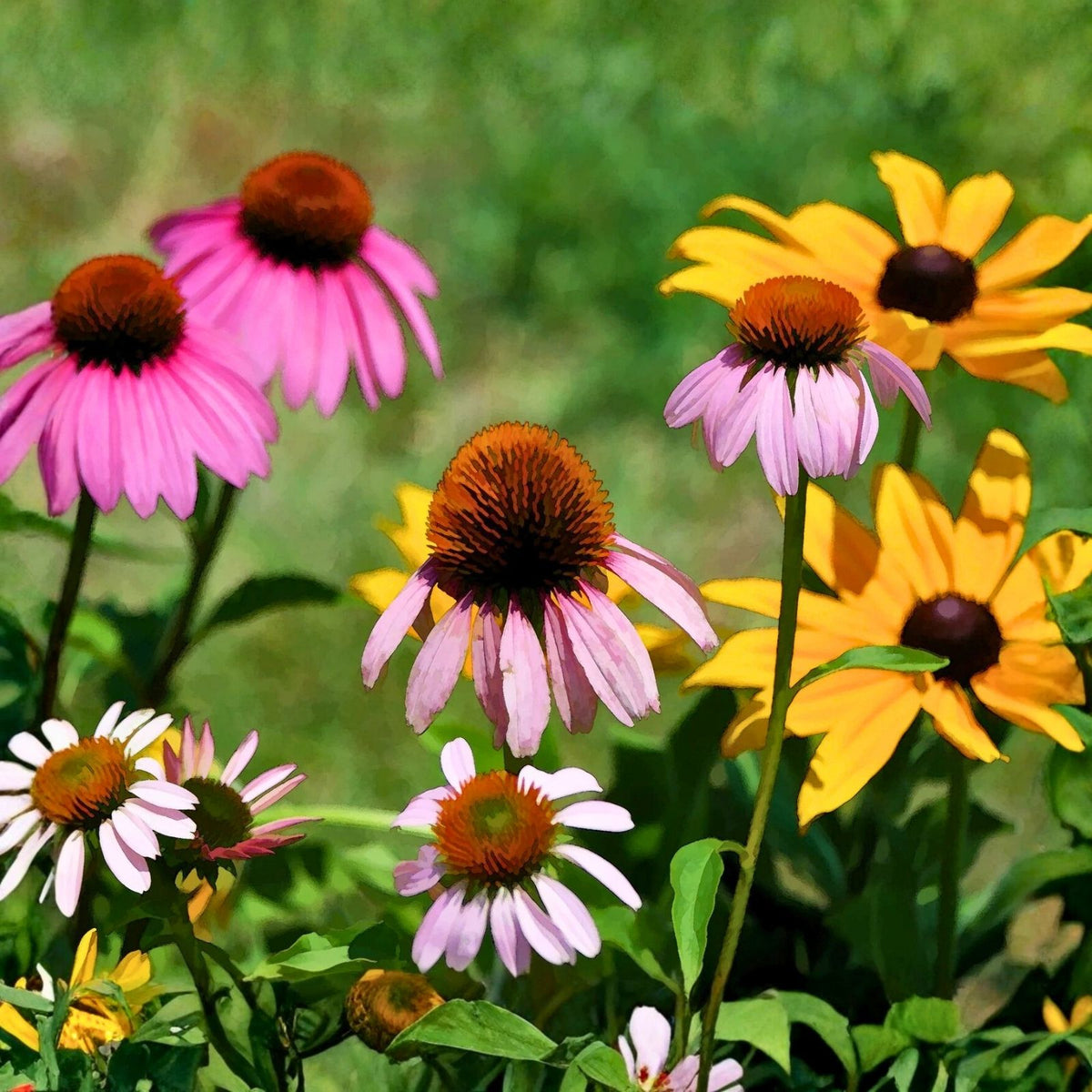 Wildflower Seed Mix 4 oz Colorful Border & Garden Blend Native Wildflowers Mix (Various Species)
