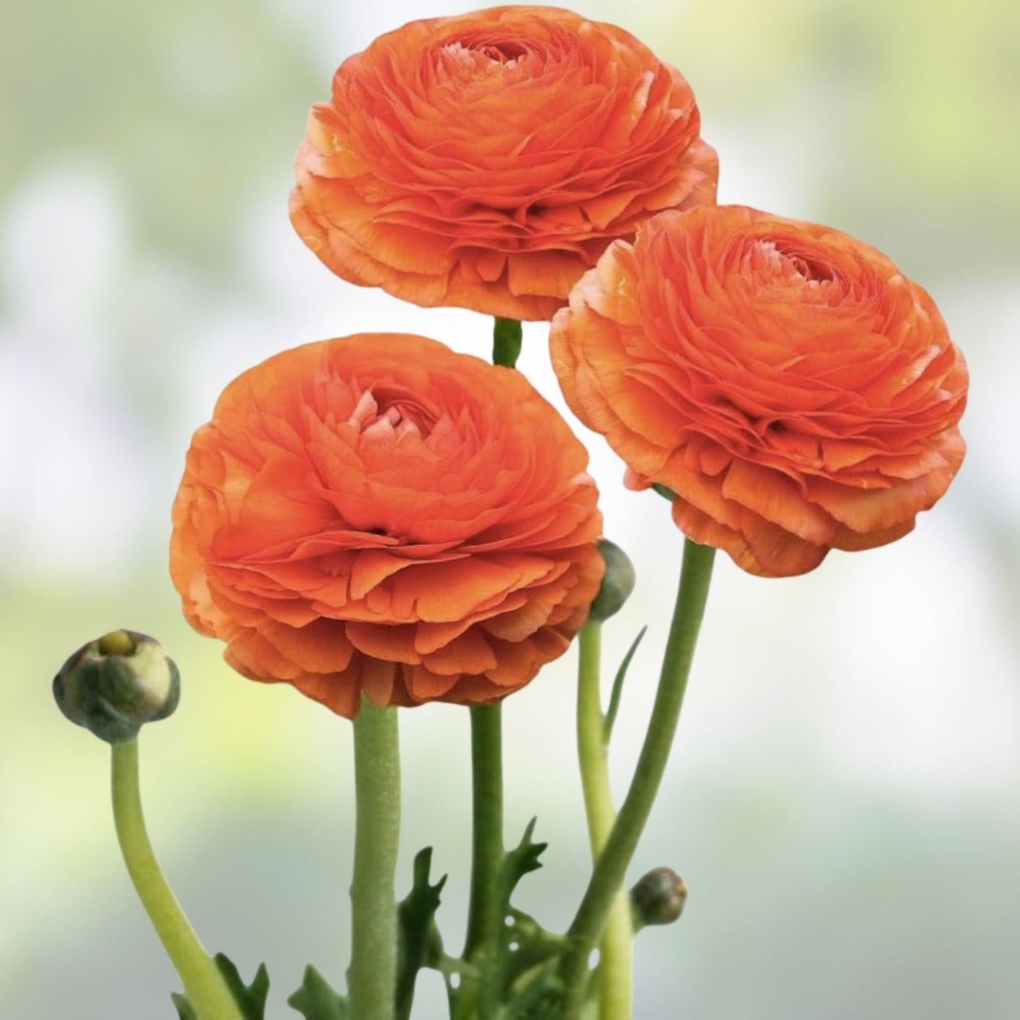 Orange Ranunculus Bulbs for Planting – 10 Bulbs – Flowering Plants – Ranunculus asiaticus