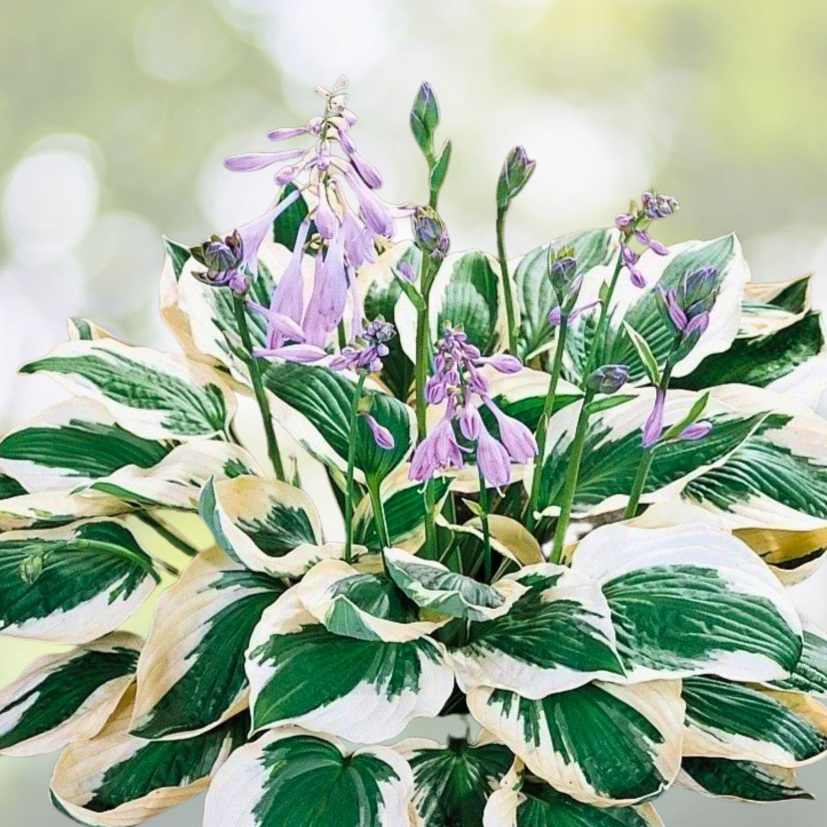 Patriot Variegated Hosta Root Plant   3 Pack   Hosta 'Patriot'   Shade Perennial   Ready to Plant