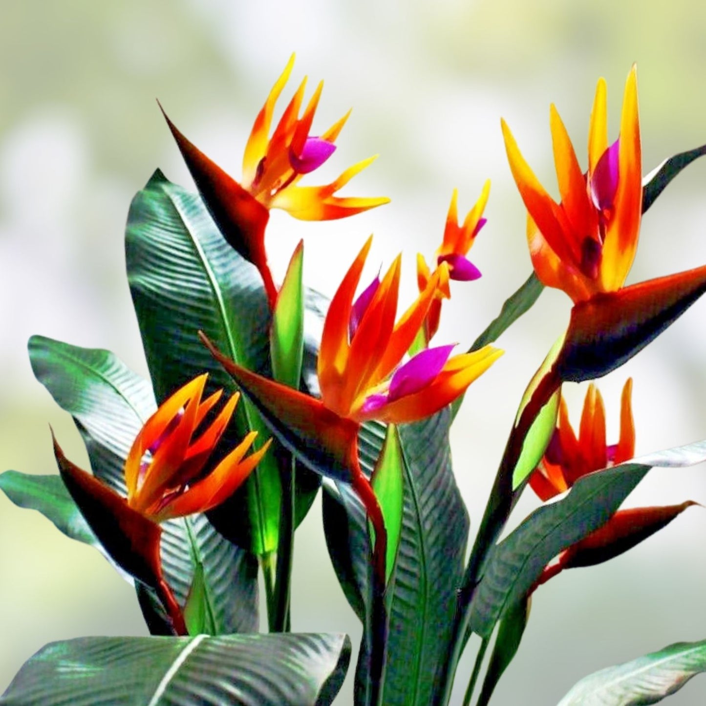 Bird of Paradise Flower Seeds - 5 Seeds - Strelitzia reginae - Tropical Exotic Plant, Easy to Grow, Vibrant Color
