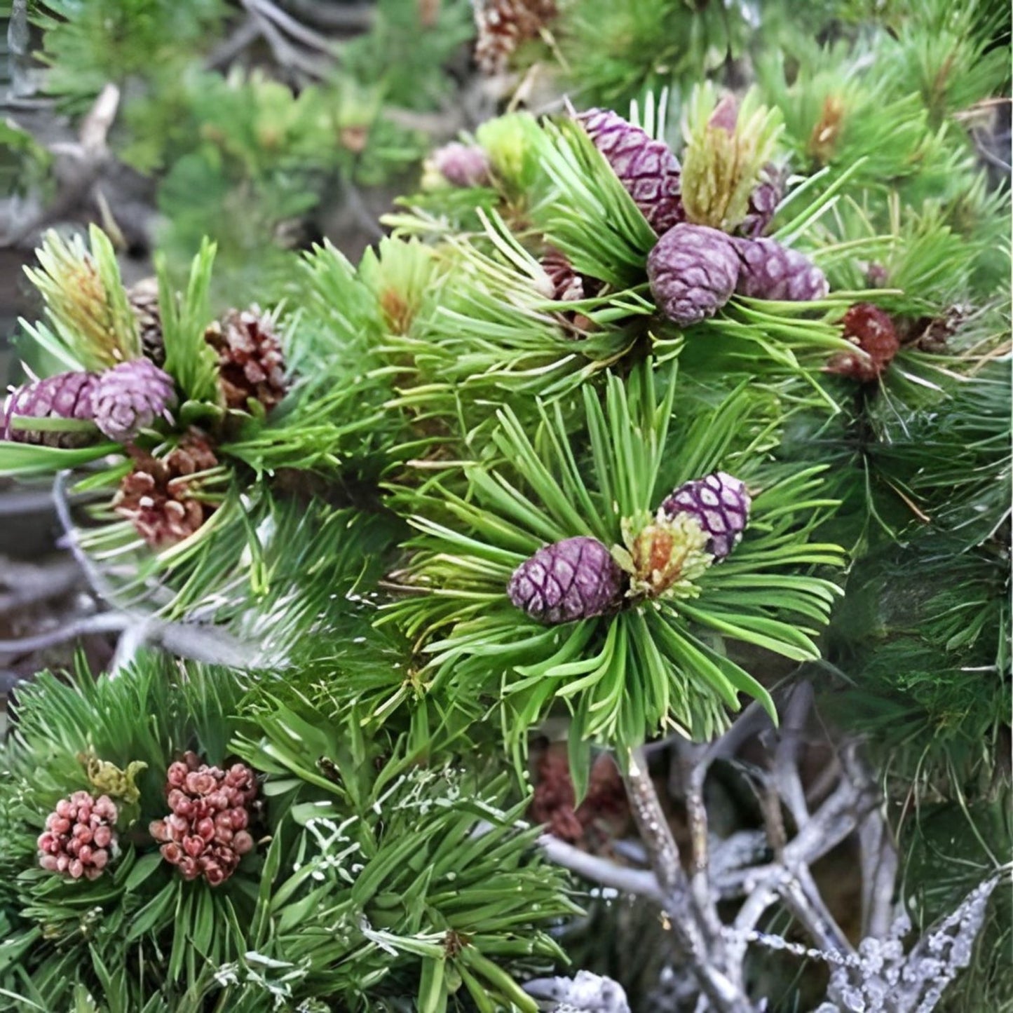 Dwarf Mugo Pine Tree Seeds 30 Pack - Pinus mugo pumilio Coniferous Evergreen Seeds for Landscaping