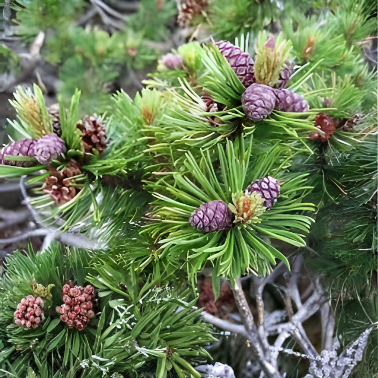 Dwarf Mugo Pine Tree Seeds 30 Pack - Pinus mugo pumilio Coniferous Evergreen Seeds for Landscaping