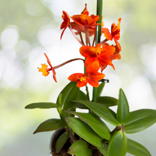 Epidendrum Radicans Orchid Plant - Fire Star - Blooming Size - Exotic Houseplant - Orchidaceae