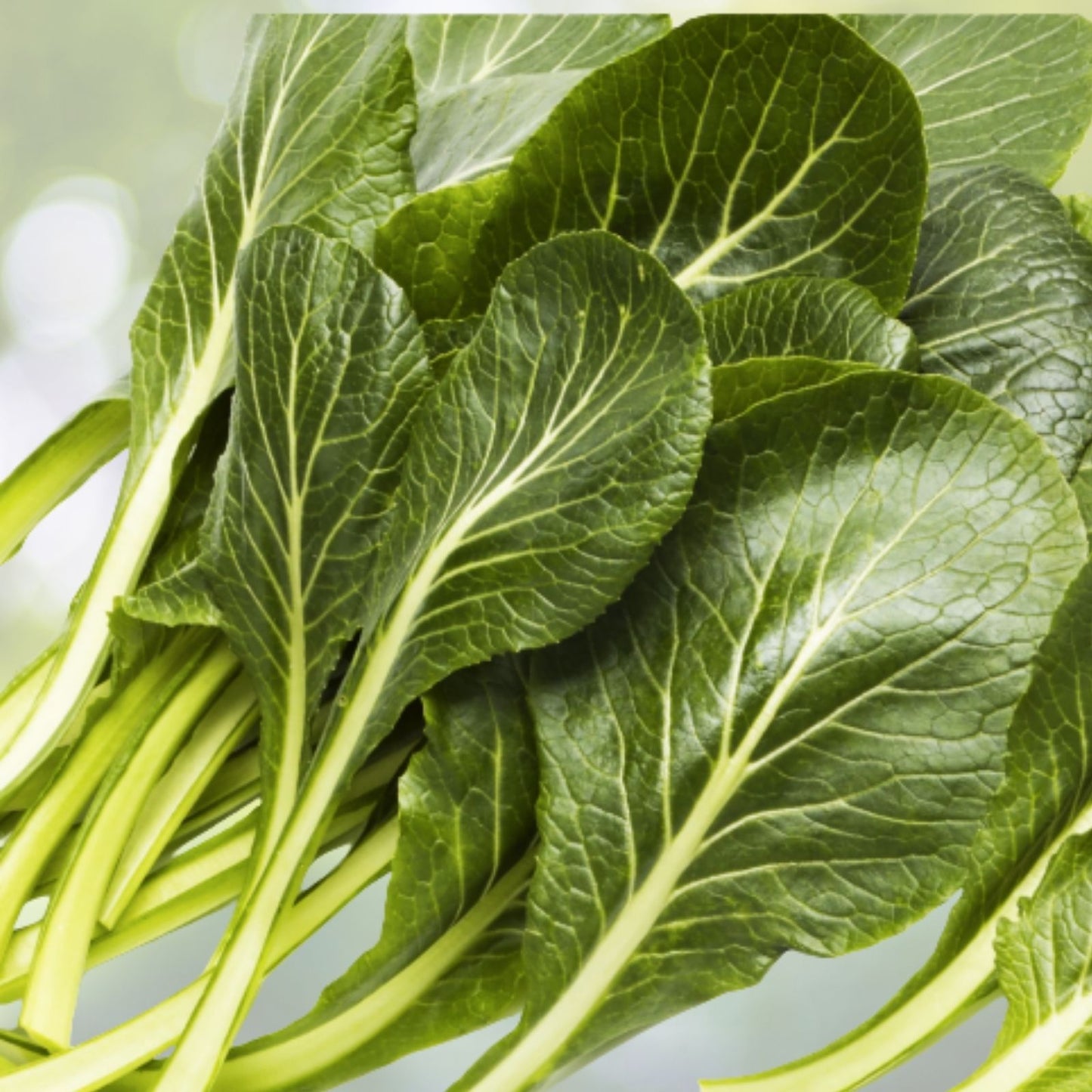 Tendergreen Mustard Seeds - 200+ Seeds - Brassica juncea - Spinach Mustard Komatsuna - USA Grown