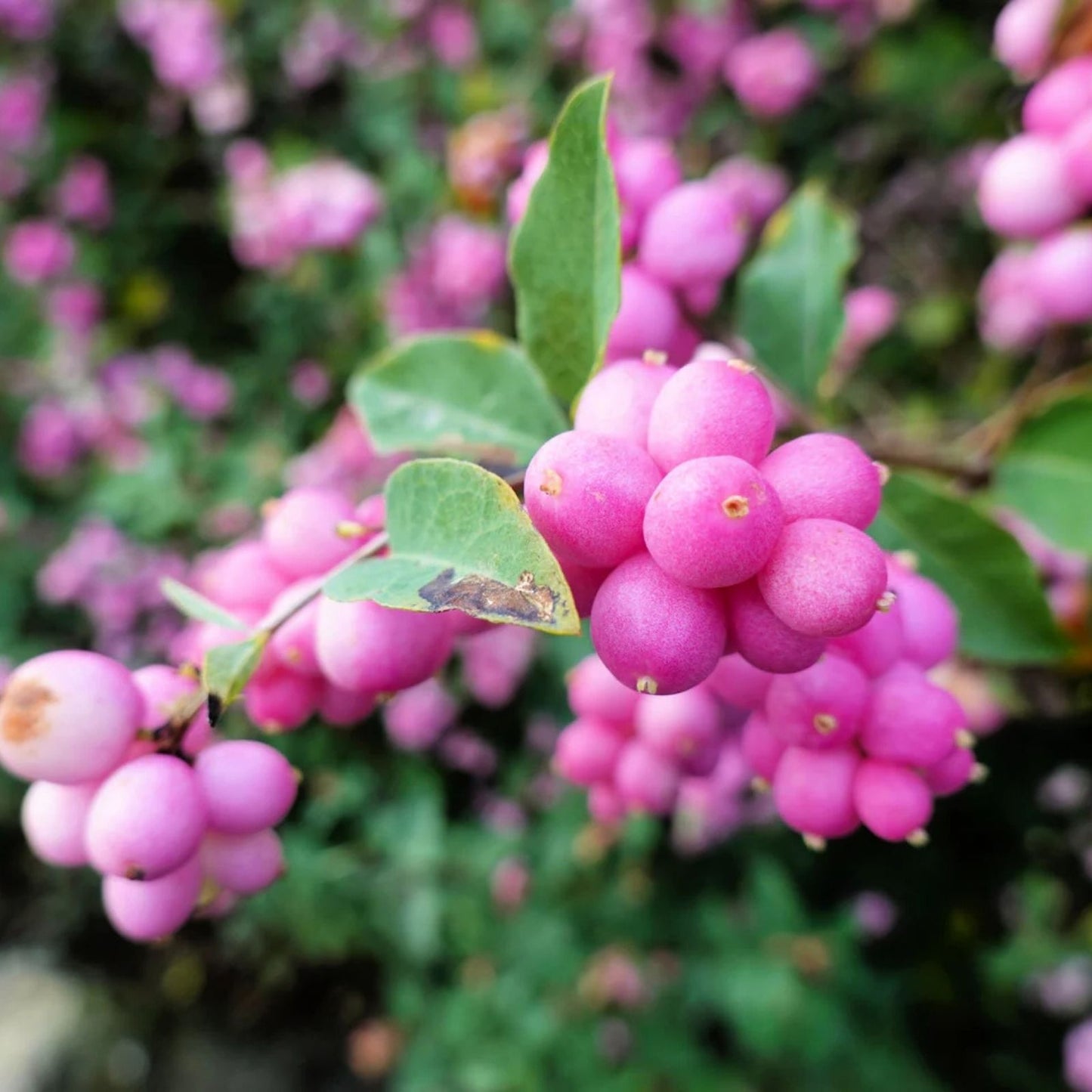 Coralberry Bush Seeds 30 Pack – Indian Currant, Symphoricarpos orbiculatus, Native Shrub for Gardens and Landscaping