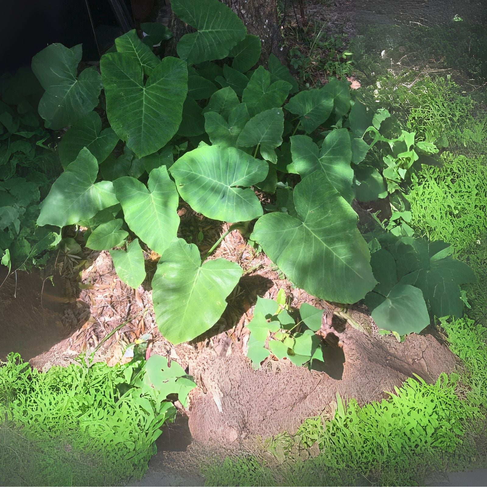 Fast Growing Elephant Ear Bulbs - Ready to Plant - Alocasia or Colocasia - 2 for $14.99