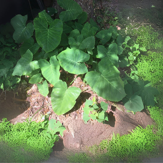 Fast Growing Elephant Ear Bulbs - Ready to Plant - Alocasia or Colocasia - 2 for $14.99