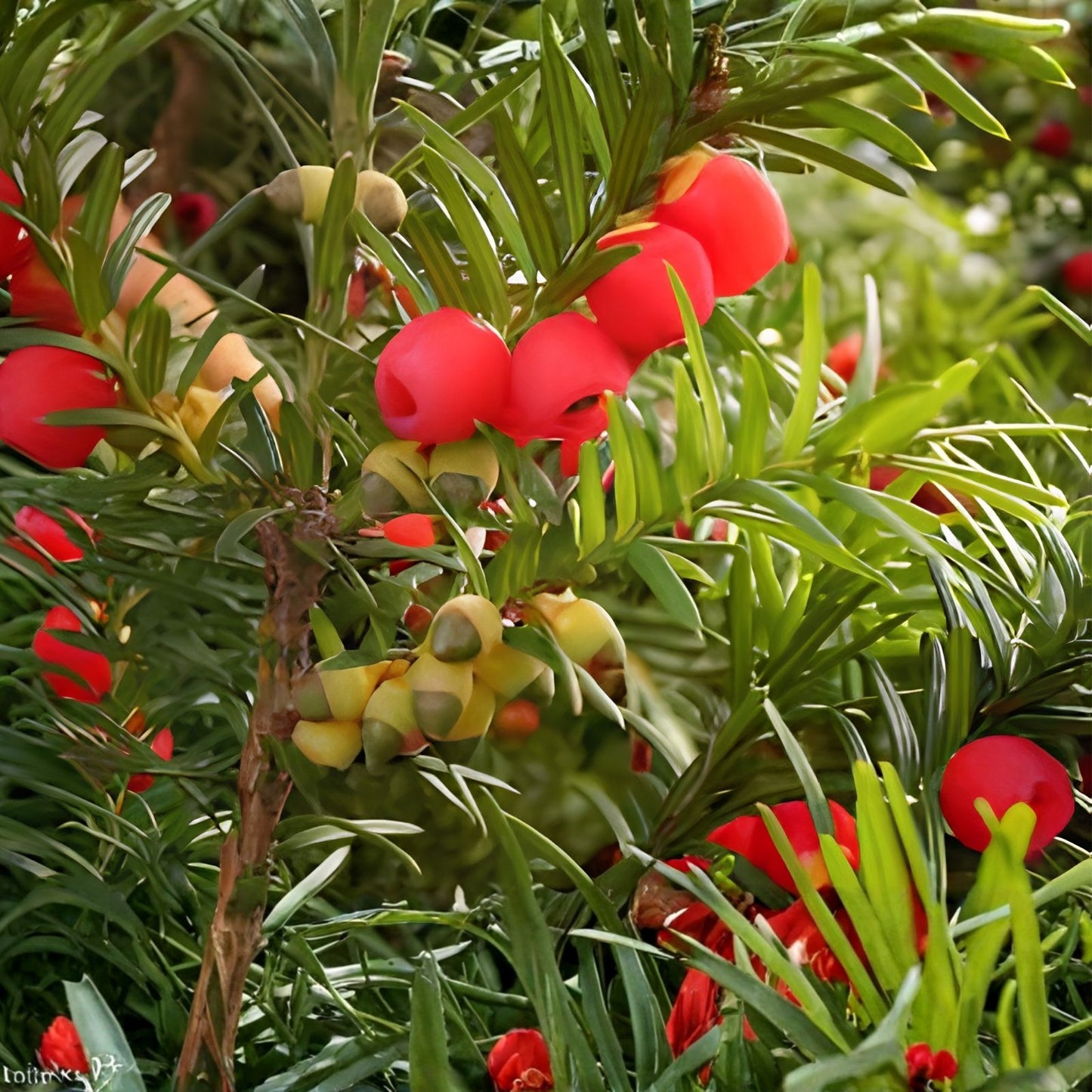 30 English Yew Tree Seeds - Taxus baccata - Evergreen Ornamental Tree Seeds with Red Fruit - Hardy Garden Plant Seeds
