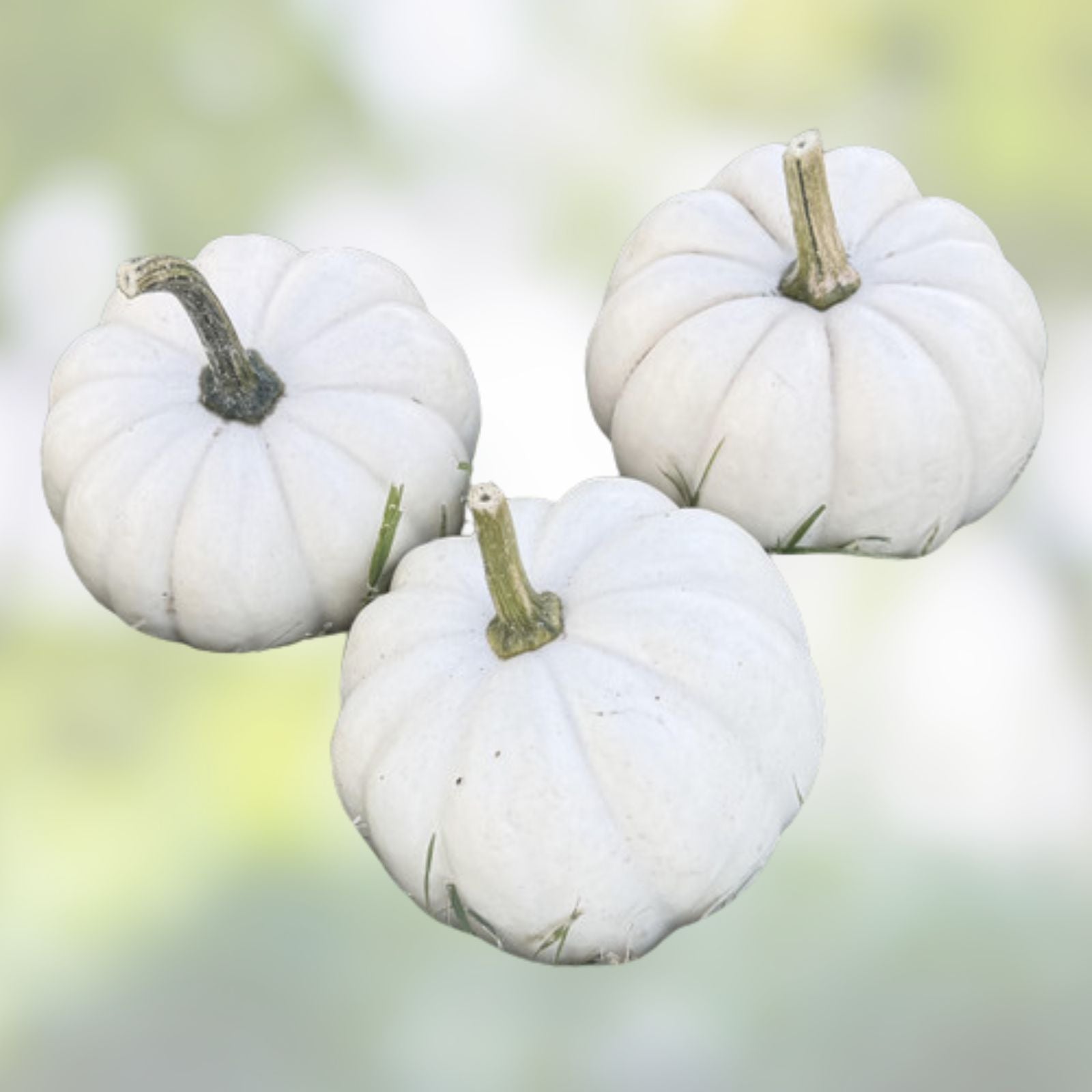 Small White Pumpkin Seeds 10 Pack Casperita Non-GMO for Planting and Decoration