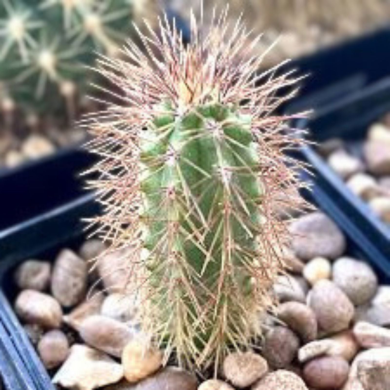 Borzicactus 2 Rooted Plants in 1 Pot | Unique Cactus Variety for Indoor and Outdoor Decor