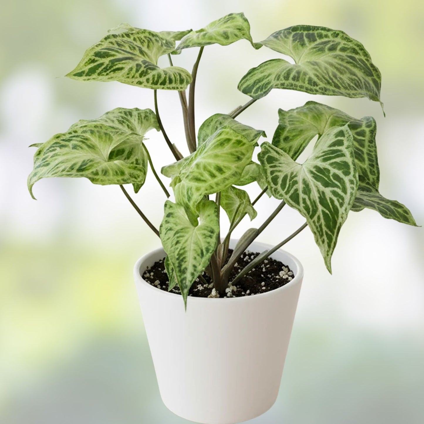 Syngonium Batik Plant Potted Rooted Houseplant - Syngonium podophyllum - Indoor Tropical Plant