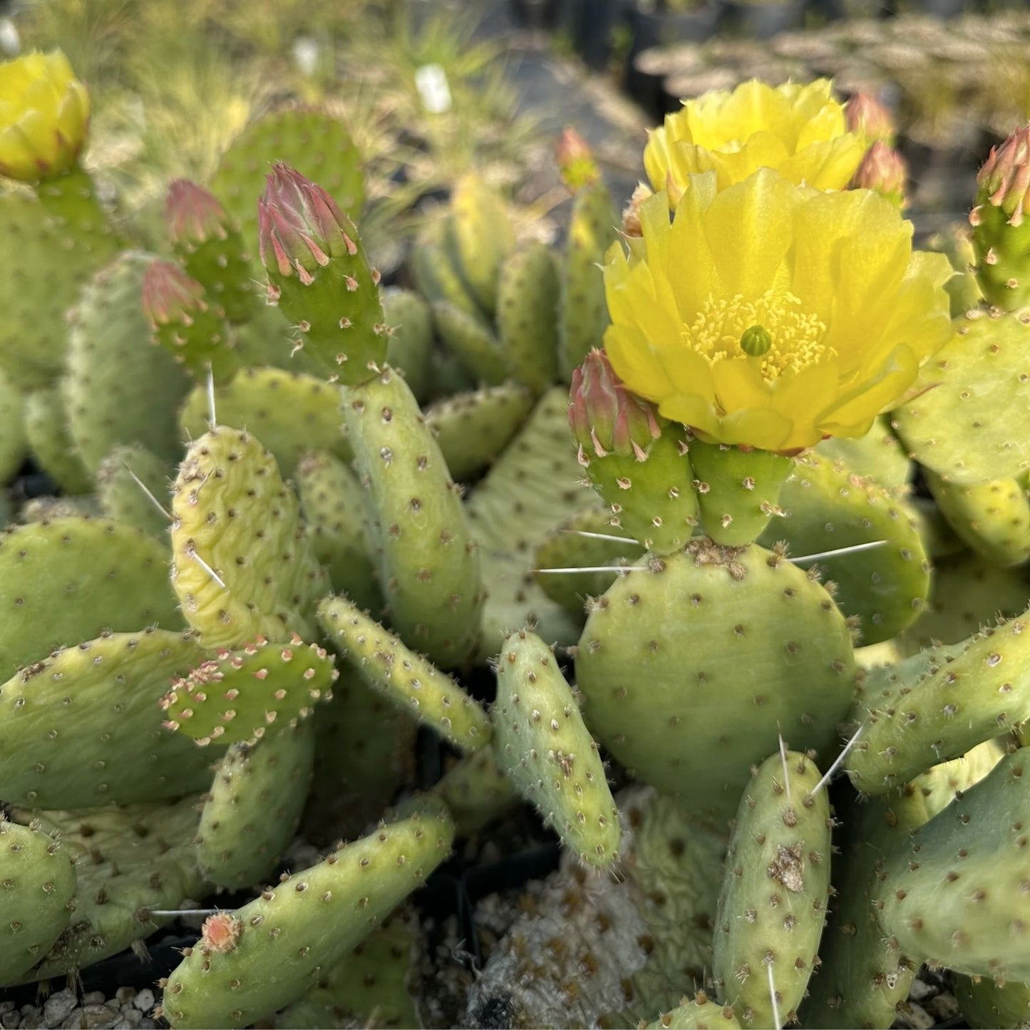 Opuntia Macrorhiza Plains Prickly Pear Cactus Pad Cutting Succulent Plant Flagstaff Arizona 1 Piece