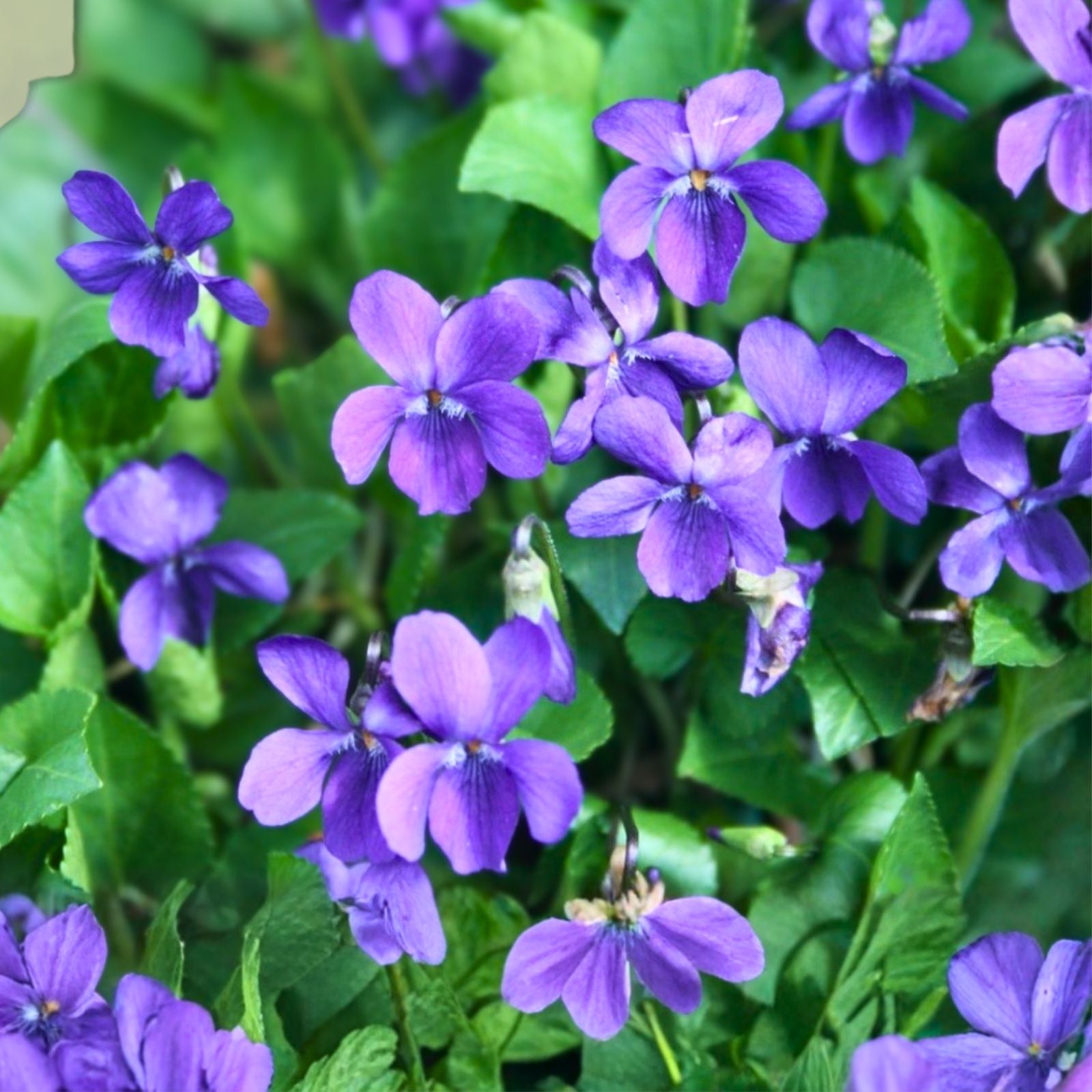 Purple Wild Violet Rhizomes 60+ Organic Bareroot Perennial Edible Plant - Viola spp.