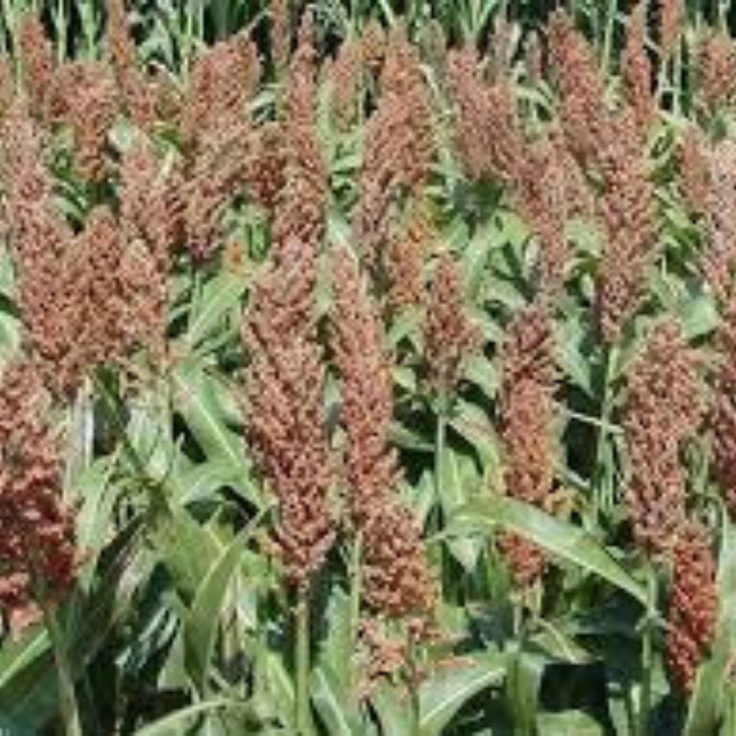 Sweet Sugar DRIP Sorghum Seeds 1 lb Syrup Variety Sorghum bicolor for Planting and Cooking