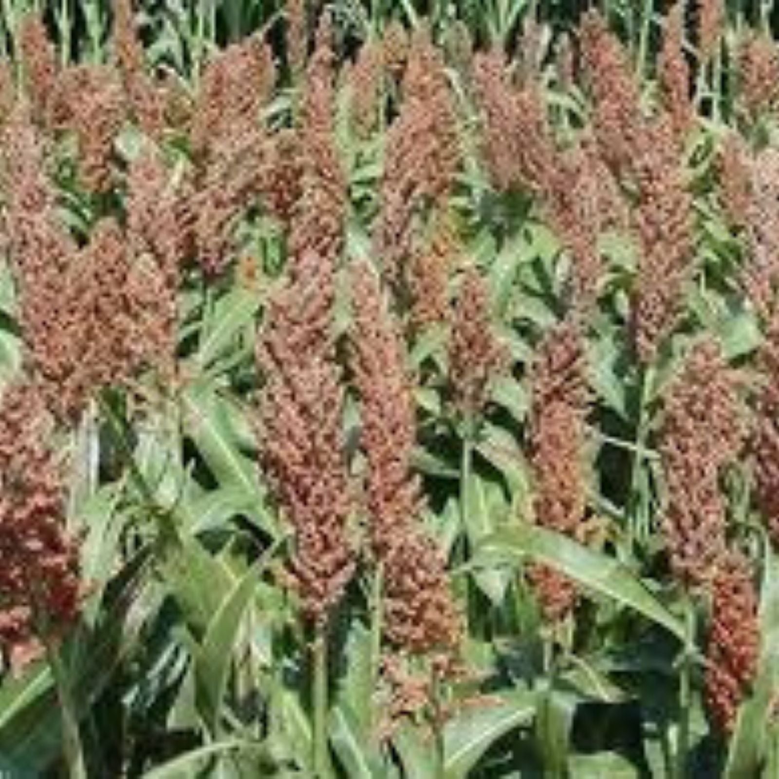Sweet Sugar DRIP Sorghum Seeds 1 lb Syrup Variety Sorghum bicolor for Planting and Cooking