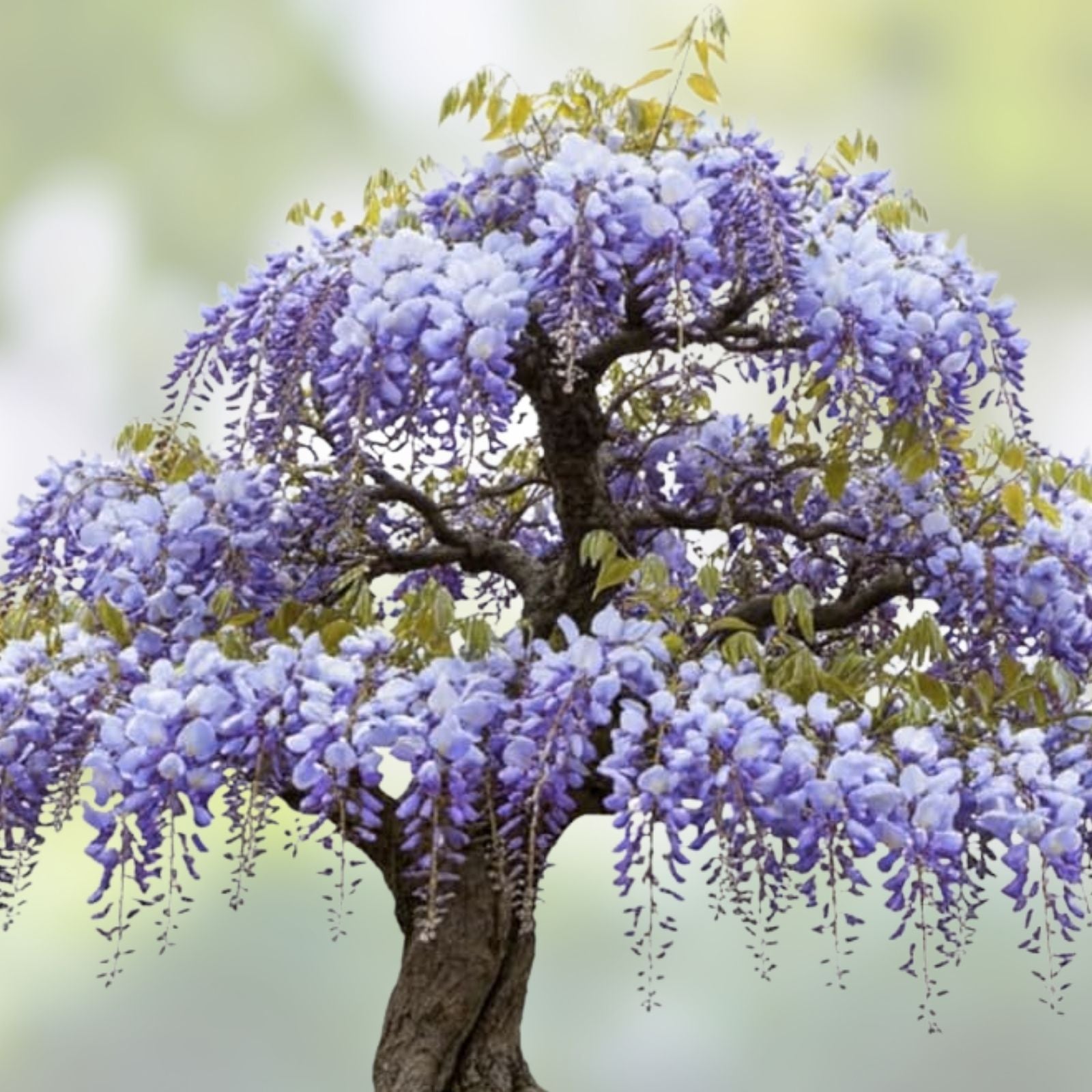 Purple Weeping Wisteria Bonsai Seedling - 1 Year Old - Ornamental Plant - Wisteria sinensis