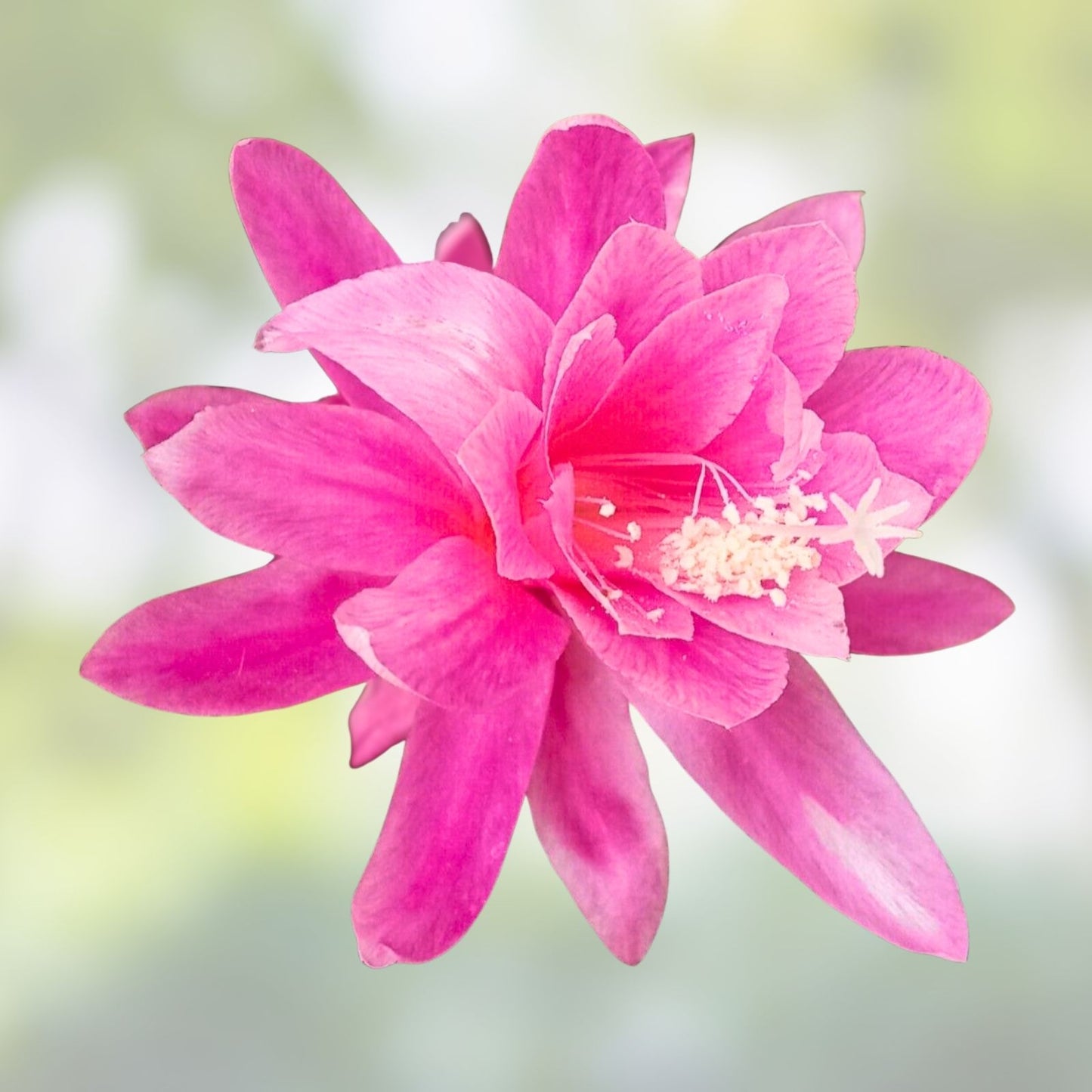 Unrooted Cutting Epiphyllum Mystic Mood Orchid Cactus Rare Houseplant for Collectors