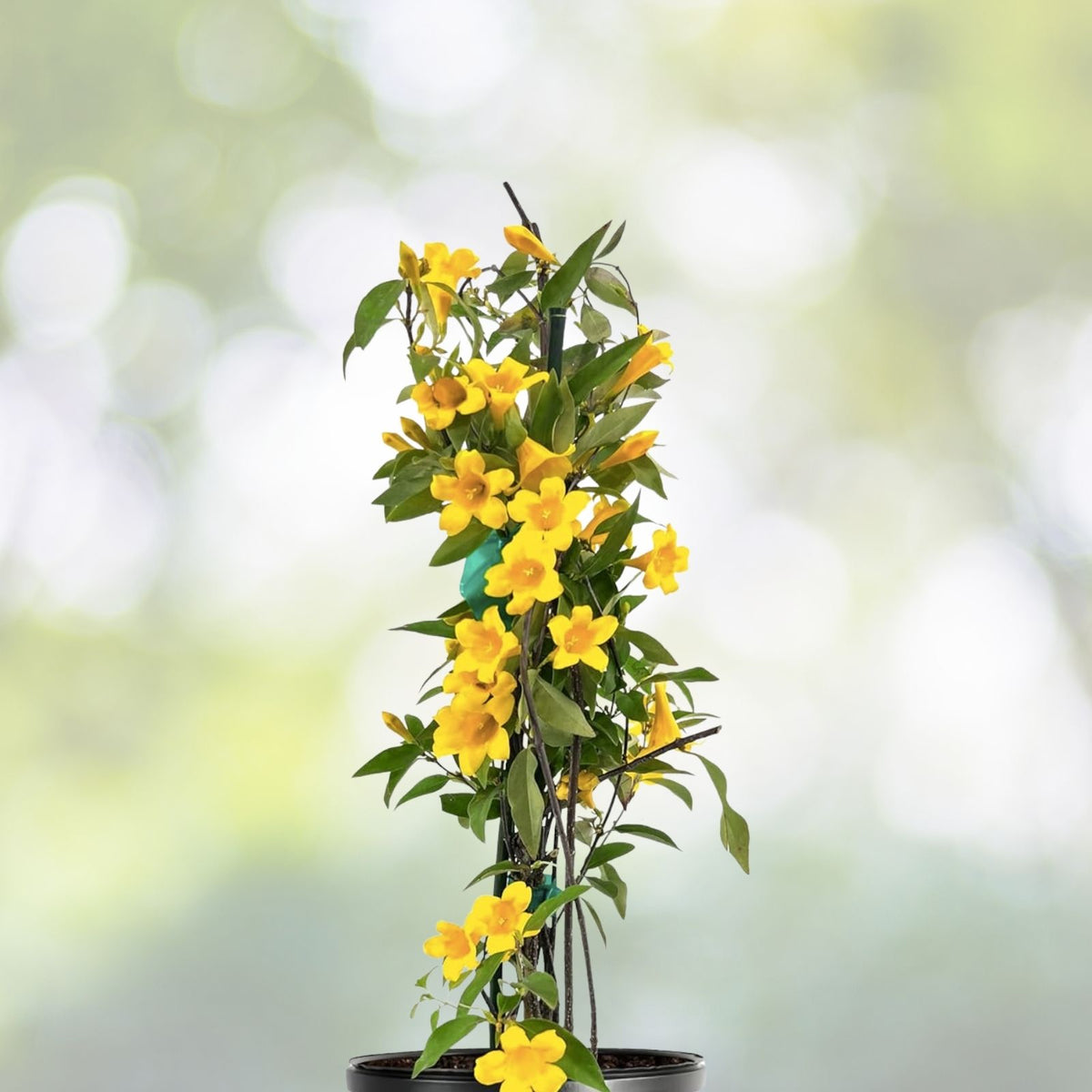 Yellow Jasmine Climbing Vine 1ft Live Plant Gelsemium Sempervirens Fragrant Yellow Flowers