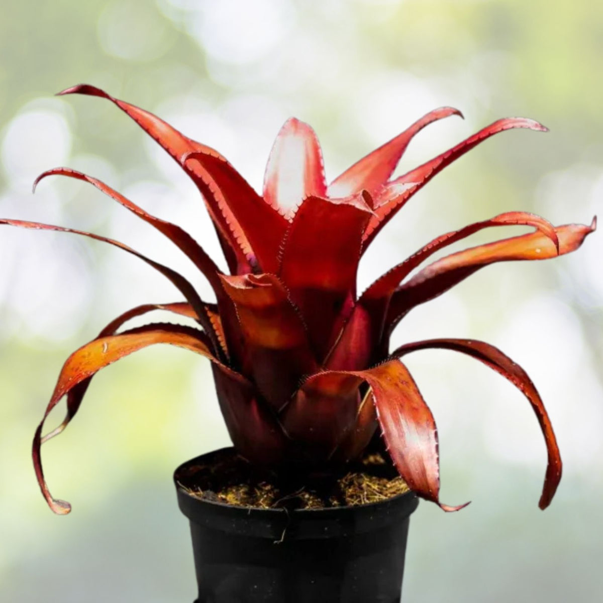 Bromeliad Plant 6" Pot Neoregelia Allure Lime Green with Lilac-Pink Tips (Neoregelia) - Indoor & Landscape Décor