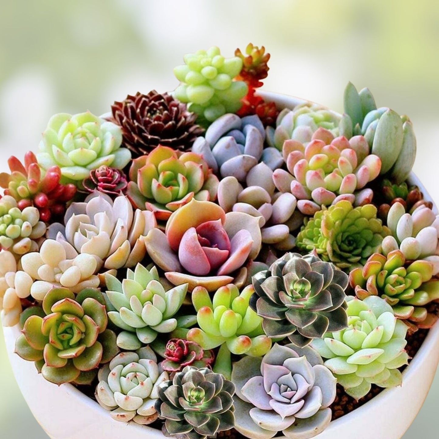 Succulent Cuttings Set | 7 Varieties | Easy to Grow Succulents for Plant Lovers | Assorted Succulent Plants