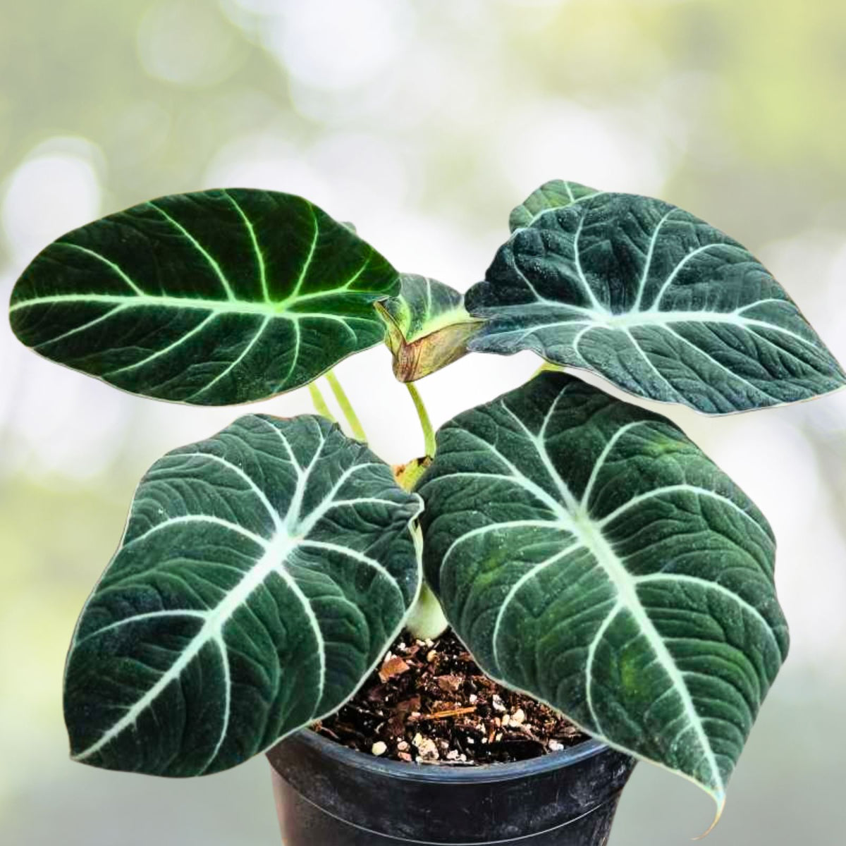 Alocasia 'Black Velvet' 6" Pot | Dark Leaves with Silver Veins | Compact Indoor Houseplant | Alocasia reginula