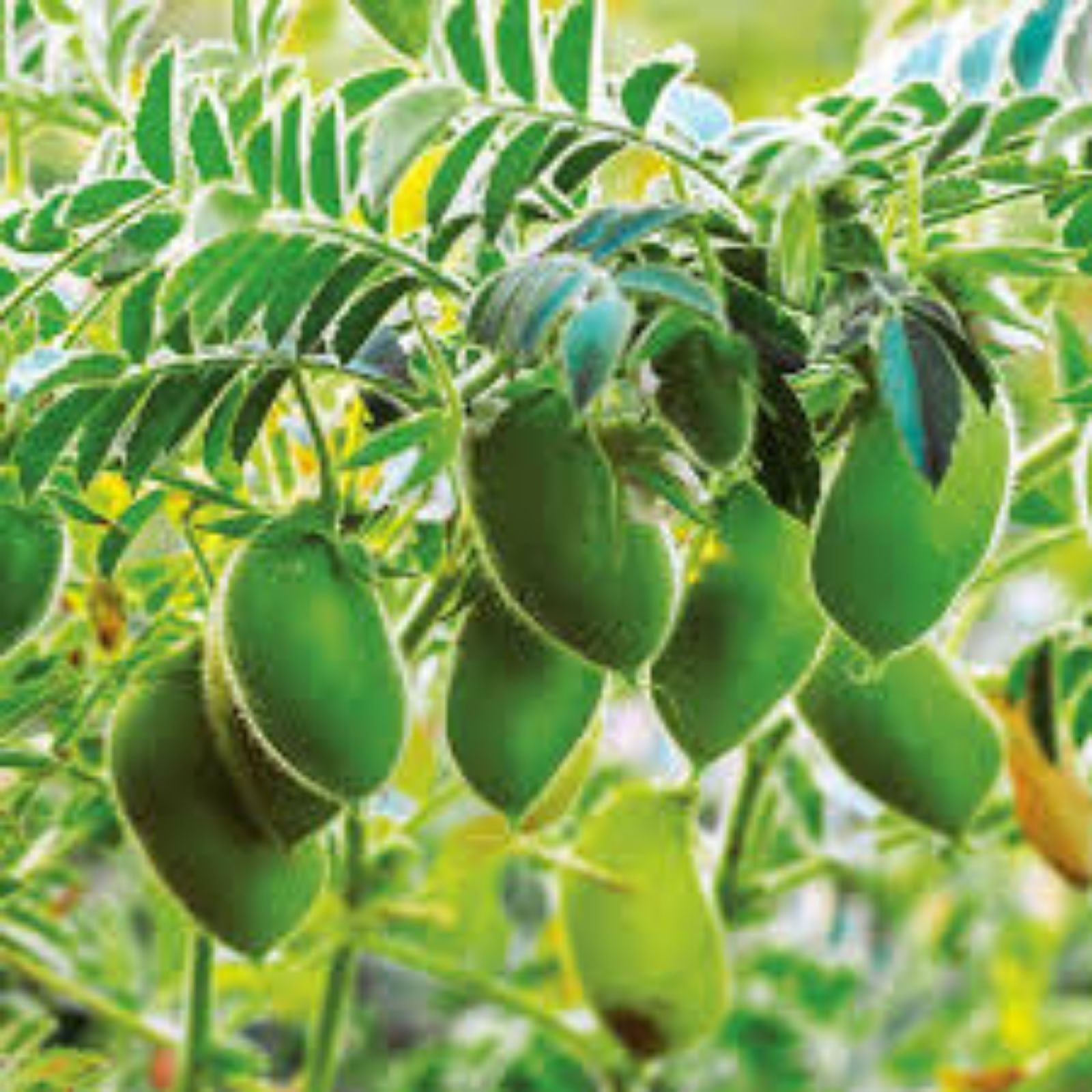 Garbanzo Bean Seeds 100 Count for Growing Chickpeas, Cicer arietinum, Organic Edible Legumes, Non-GMO Seed Pack