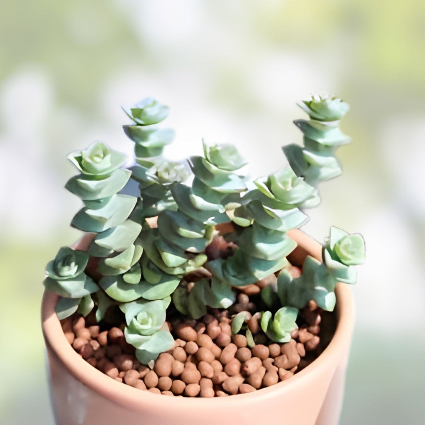 Succulent Plants - 2" Crassula Perforata String of Buttons - Live Rooted Succulents - Easy Care Indoor Garden Plant