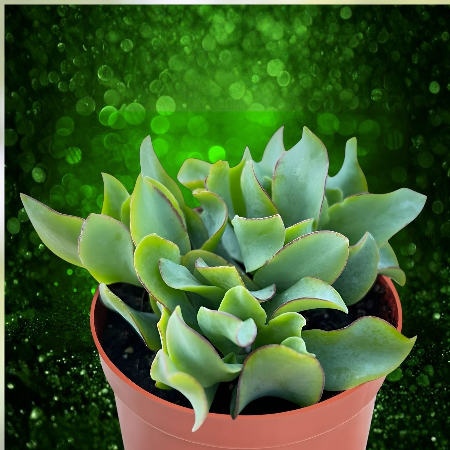 Succulent 3" Ripple Jade Plant Crassula arborescens undulatifolia Blue Green Wavy Foliage Live Houseplant