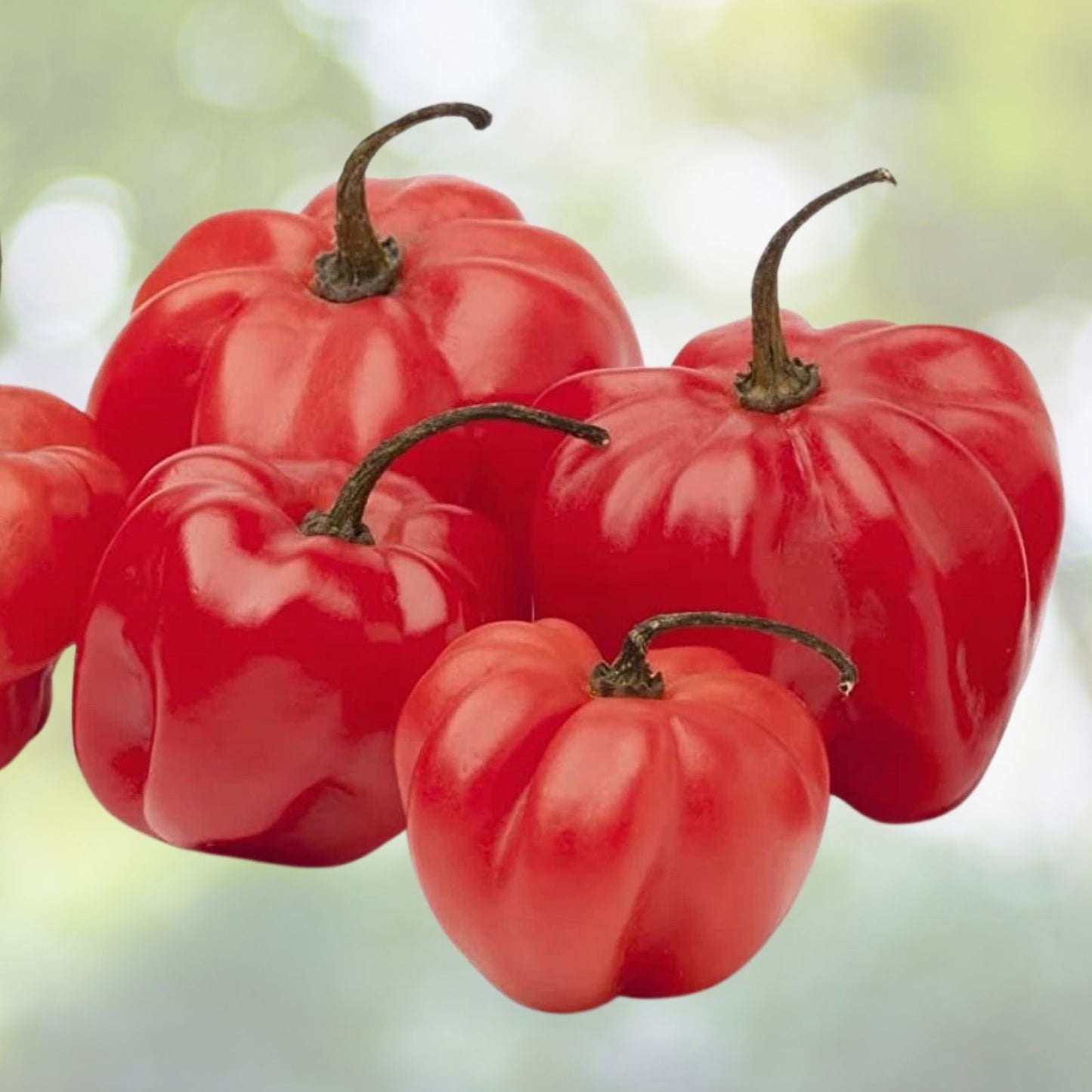 Sweet Bonnet Pepper Seeds - 10 Seeds - Easy to Grow - Capsicum chinense