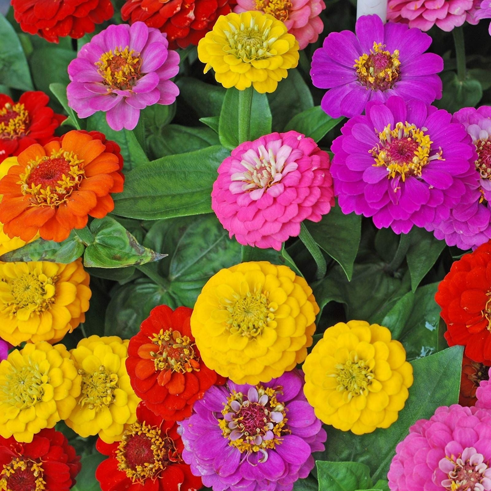 Zinnia Seeds for Planting - 250+ Cut and Come Back Vibrant Colors - Zinnia elegans Flower Seeds