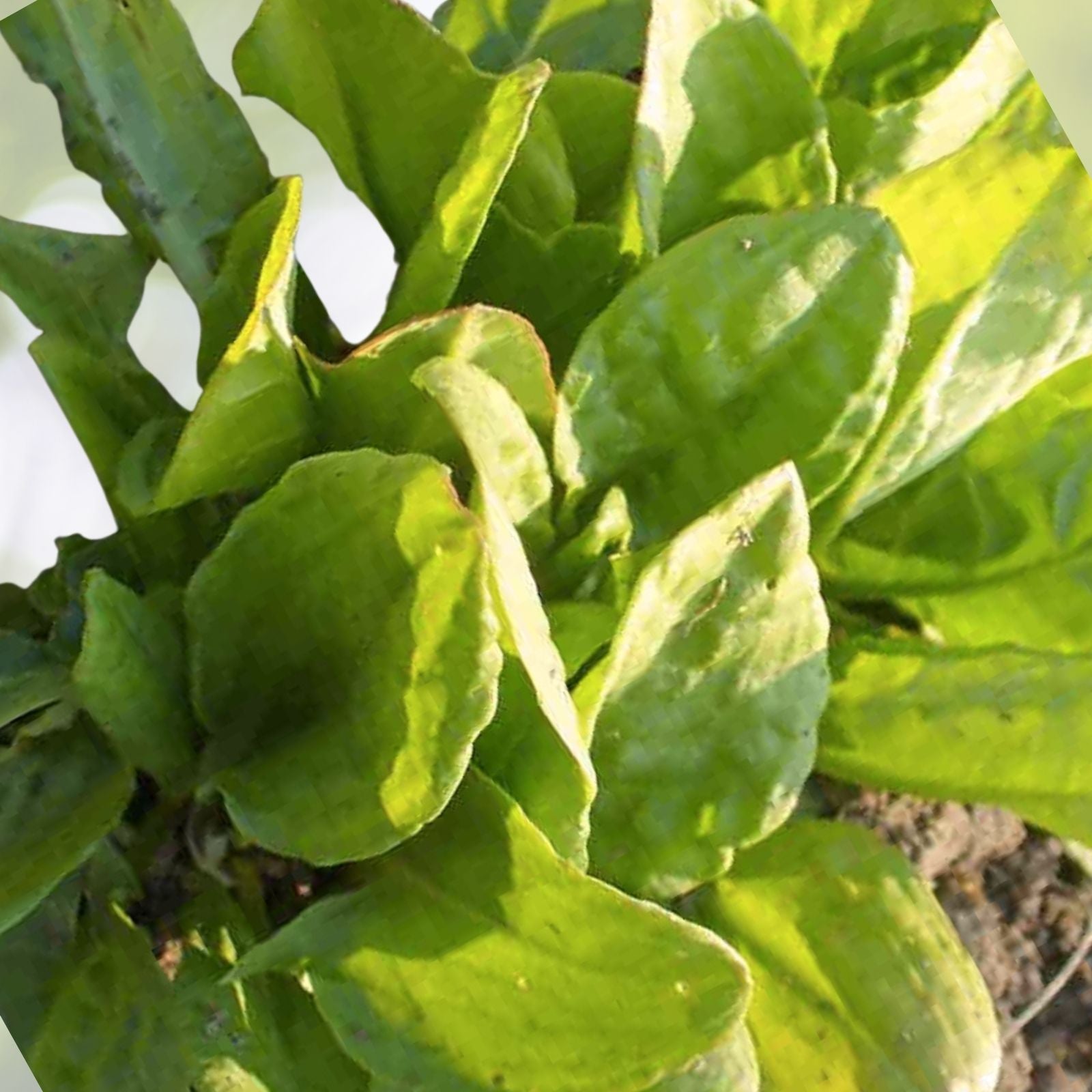 Large Leaf Sorrel Herb Seeds | NON-GMO Heirloom Culinary Seeds | Rumex acetosa - Fresh Cooking Herb for Garden