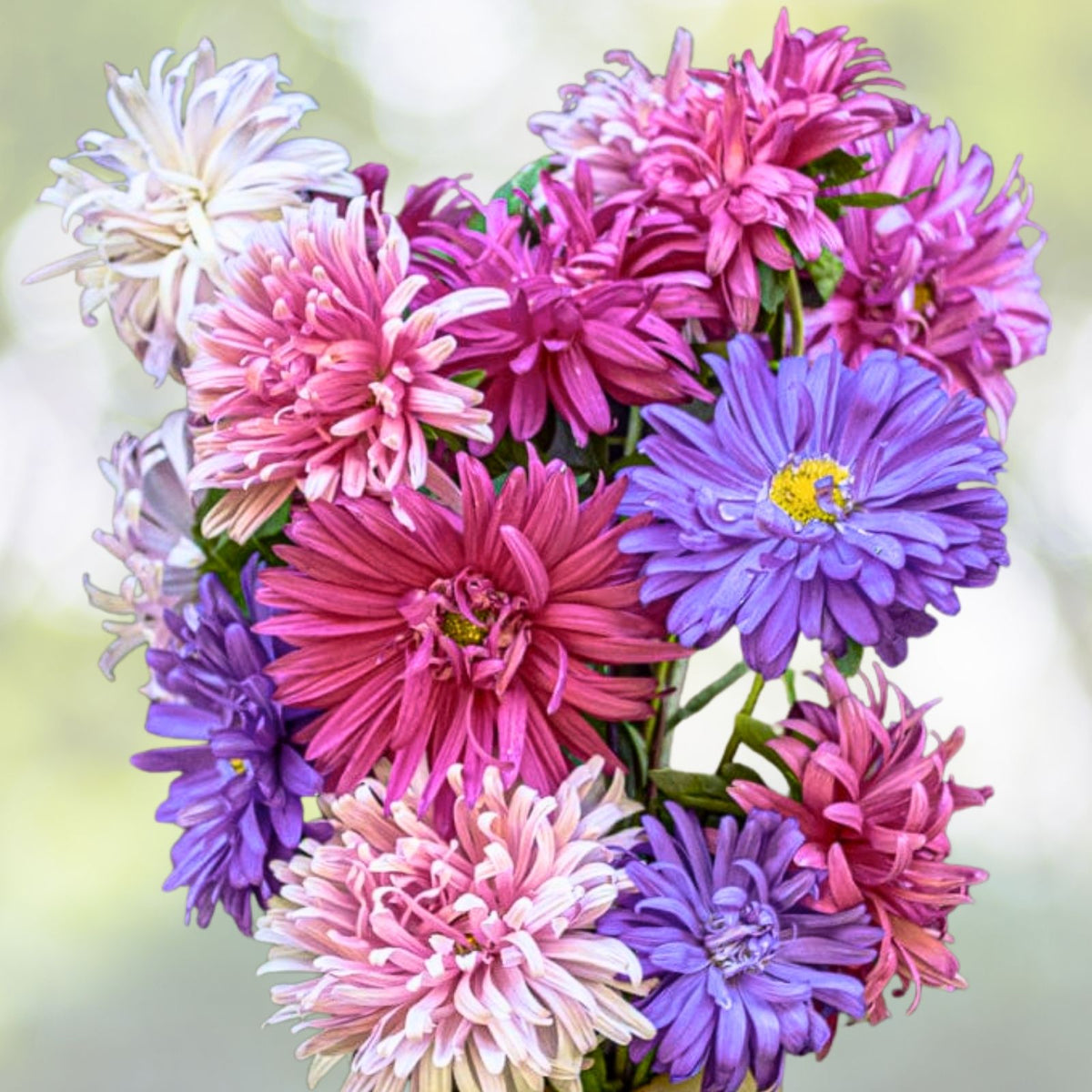 Aster Seeds - Crego Giant Mixture - Non-GMO Heirloom Flower Seeds - Bulk Pack for Gardens - Fresh Planting Supplies