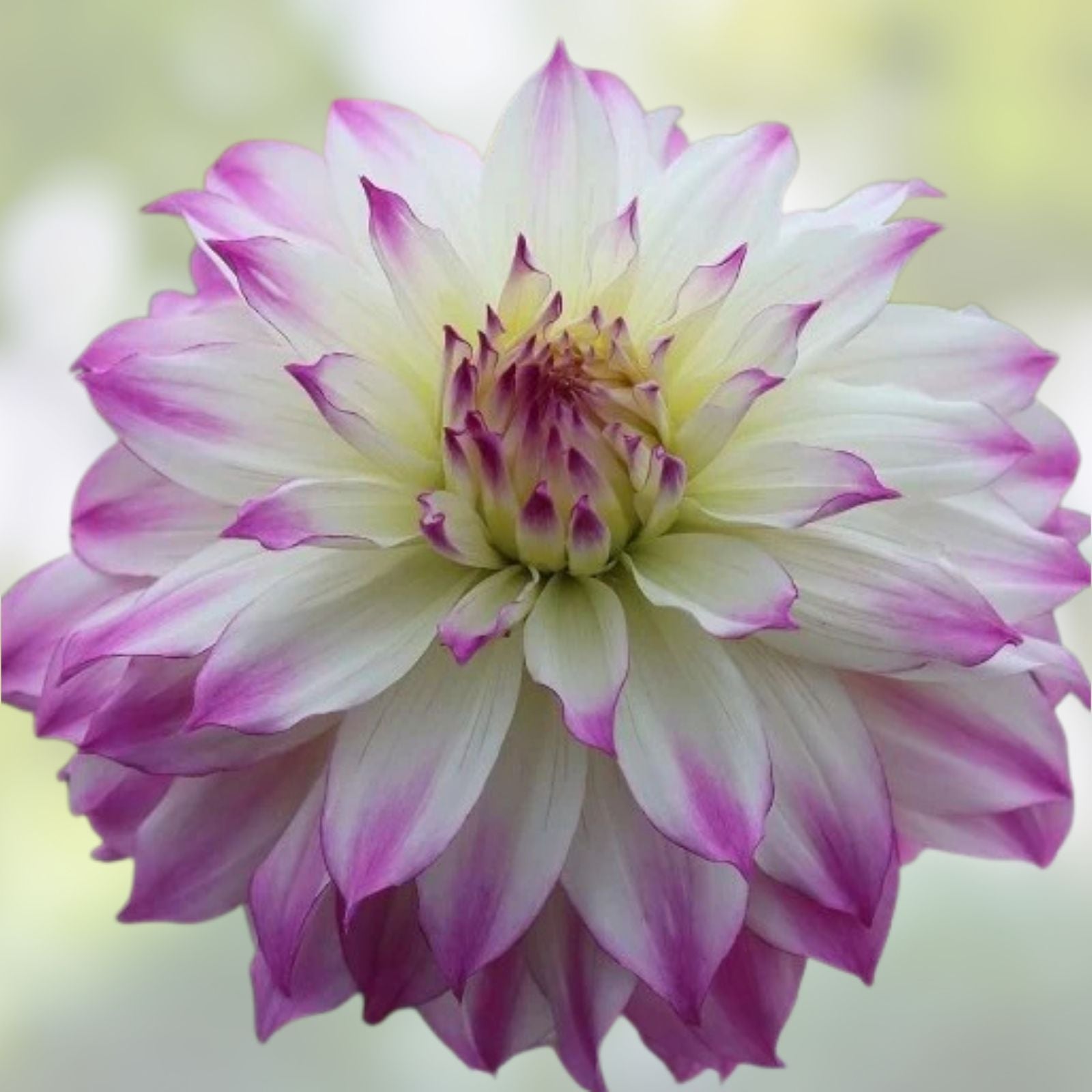 Dahlia Bulb Tuber 10" White Purple Ferncliff's Illusion Live Plant for Gardens and Floral Arrangements